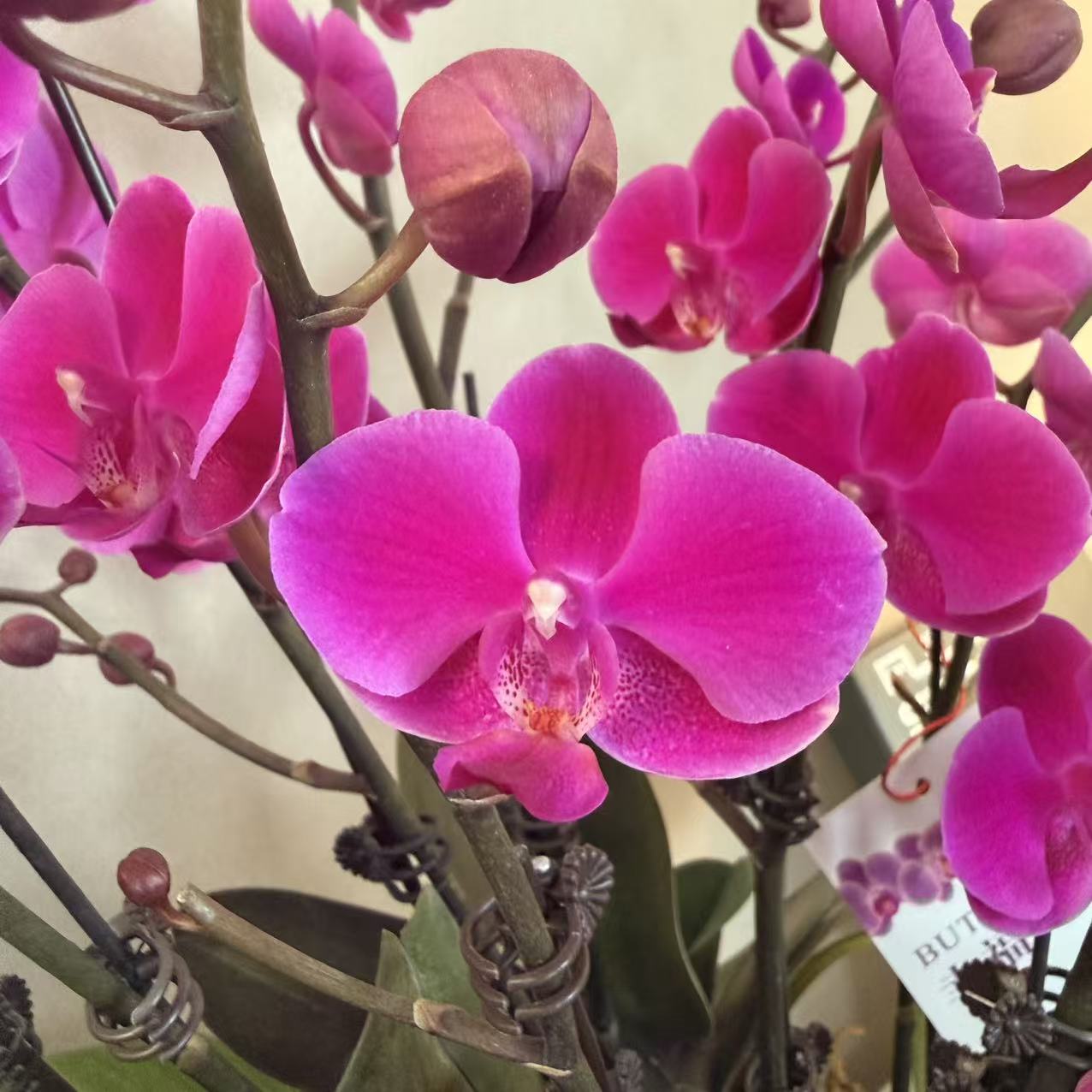 CNY Live Orchid Special [ *YELLOW* POT | CNY Specials ]