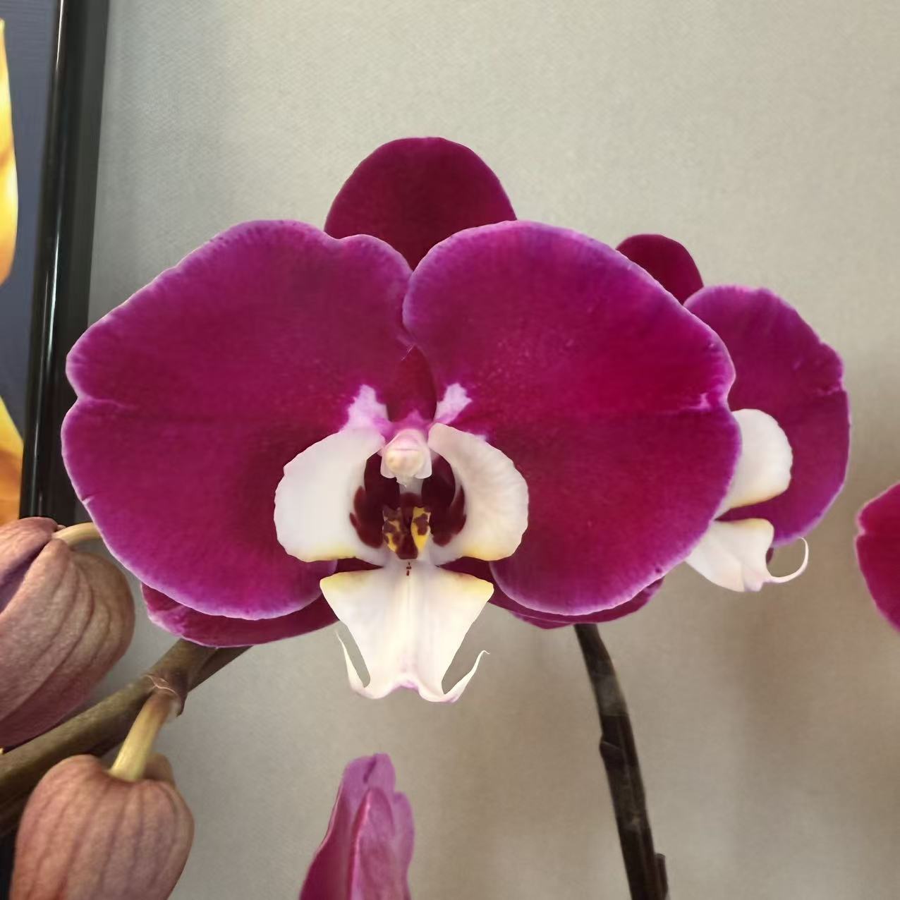 CNY Live Orchid Special [ *YELLOW* POT | CNY Specials ]