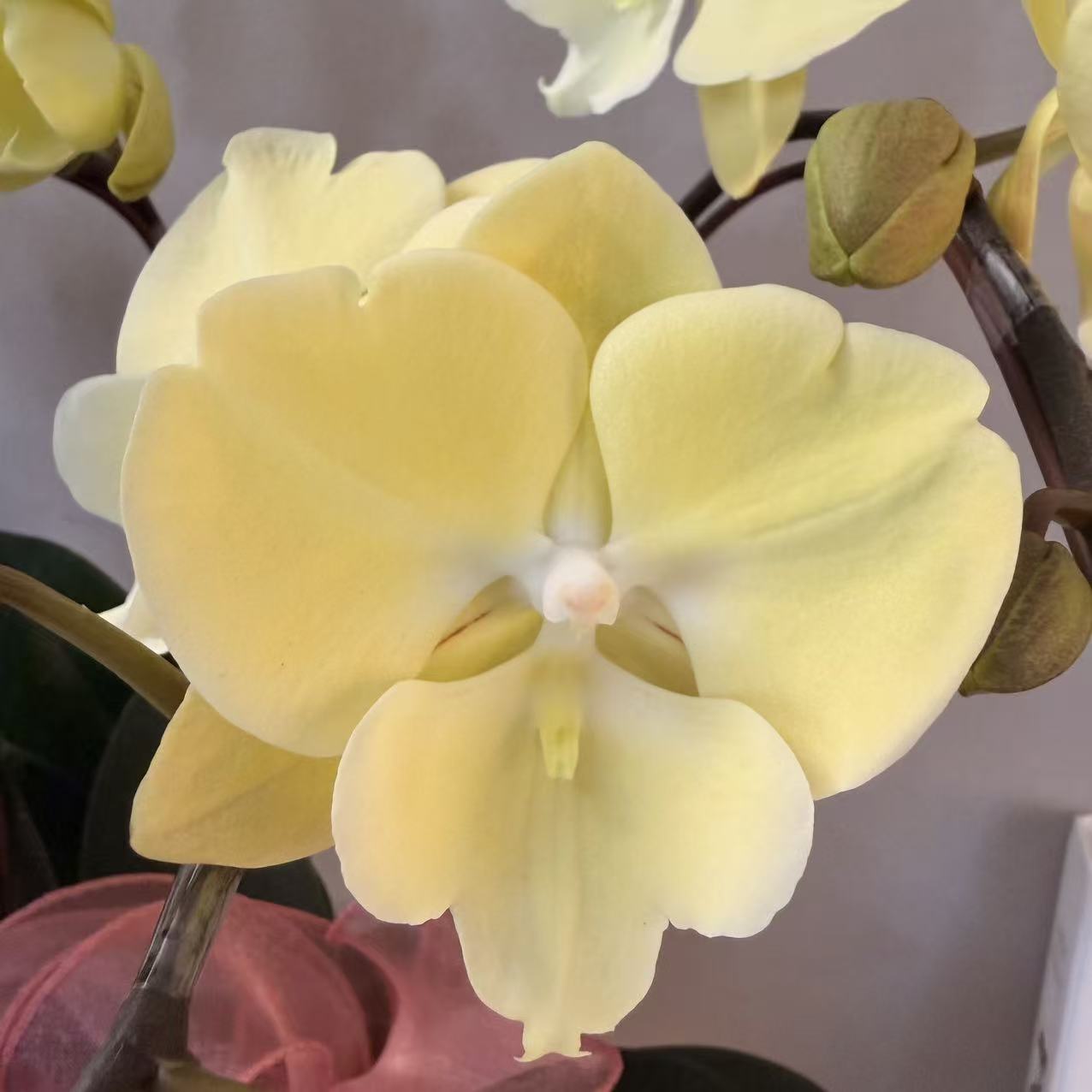 CNY Live Orchid Special [ *YELLOW* POT | CNY Specials ]