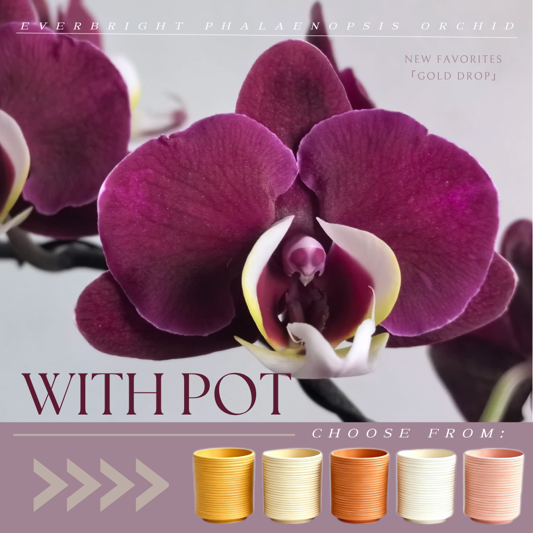 NEW ARRIVAL | PREMIUM ORCHIDS LIVE PLANT  *WITH* POT | EASY CARE INDOOR PLANT [3 DAYS DELIVERY]