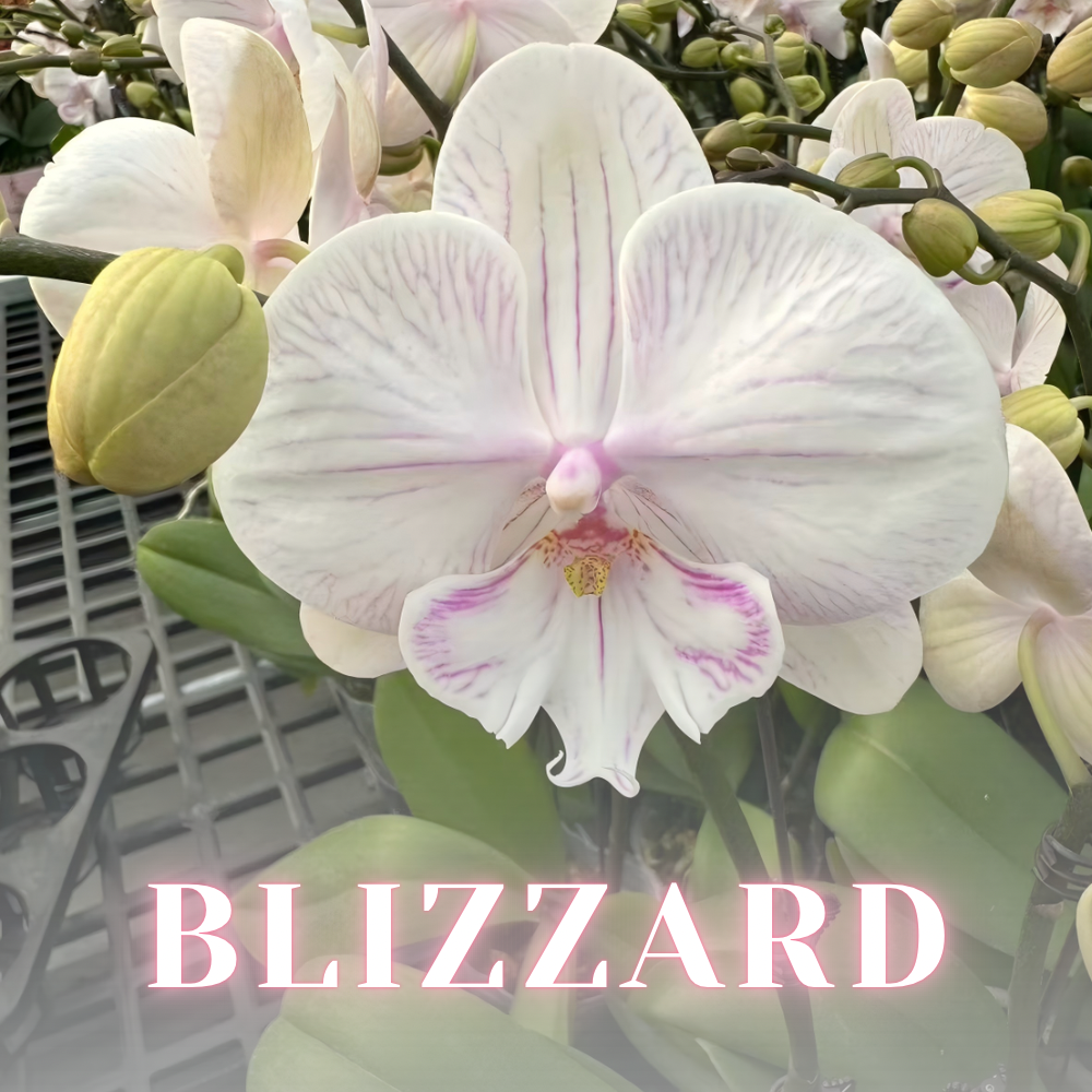 NEW ARRIVALS | PREMIUM SPECIAL ORCHIDS *NO* POT [3 DAYS DELIVERY]