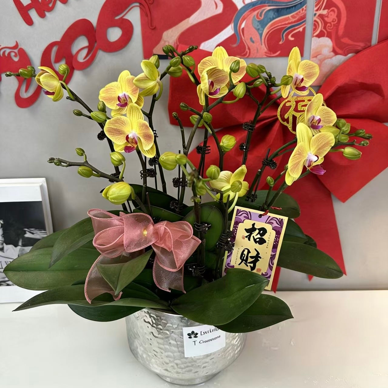 CNY Live Orchids in Silver Pots [LIVESTREAM SPECIAL]