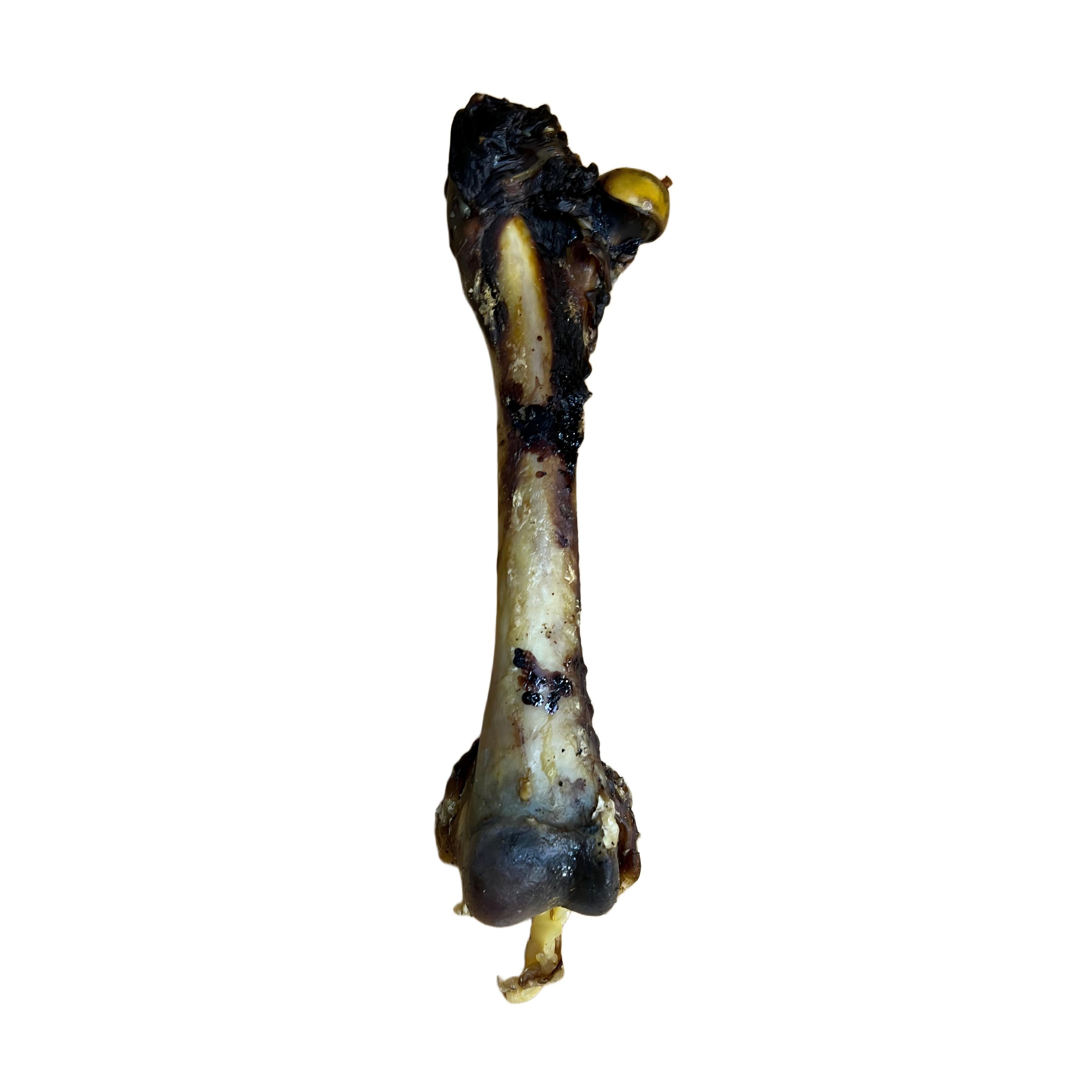 Kangaroo Femur Bone
