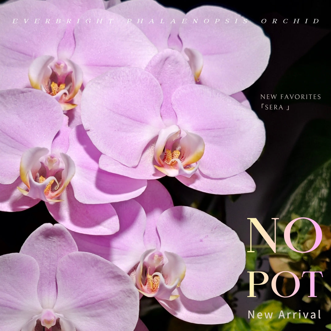 NEW ARRIVAL | PREMIUM ORCHIDS *NO* POT [3 DAYS DELIVERY]