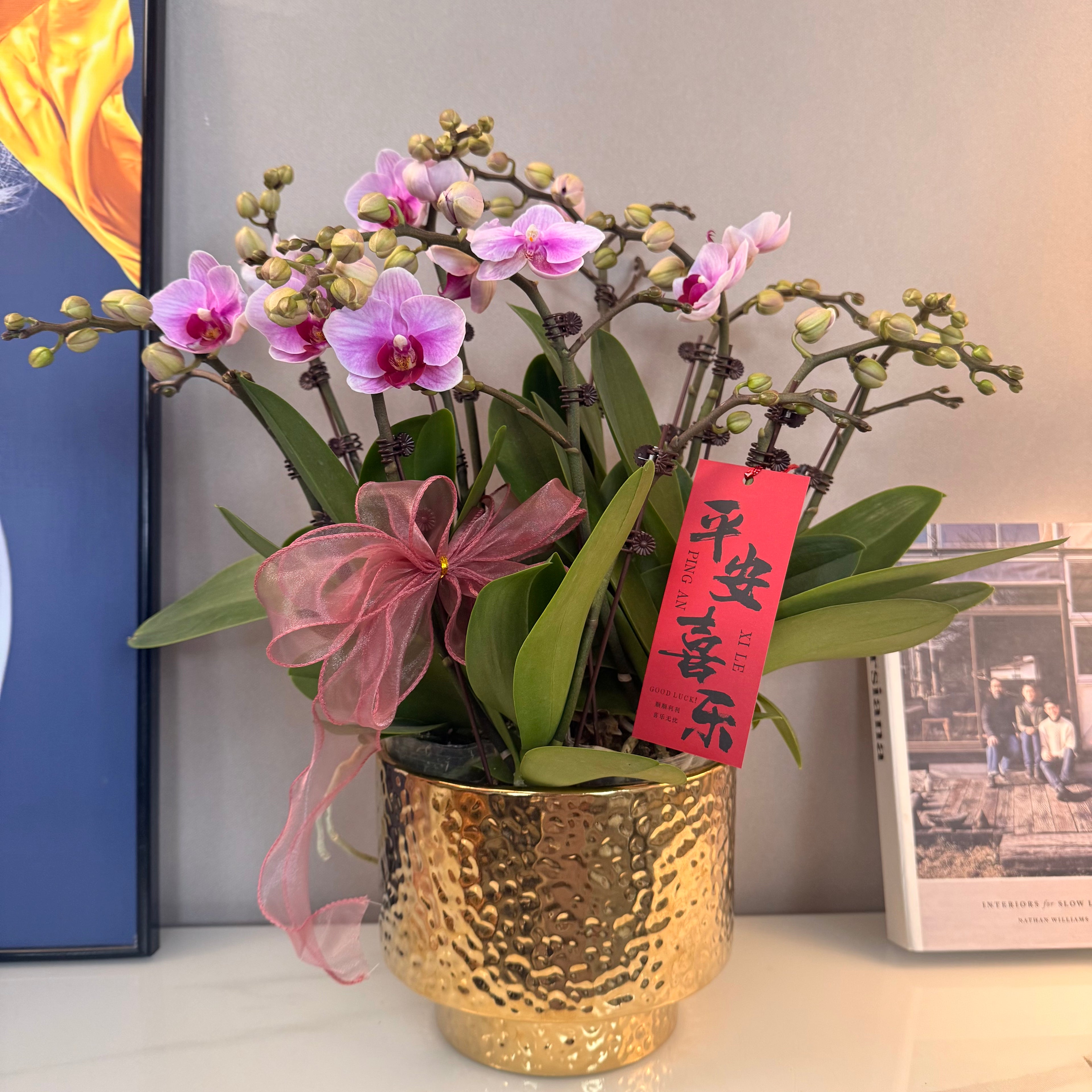 Live Orchids In Gold [ LIVESTREAM SPECIAL ]