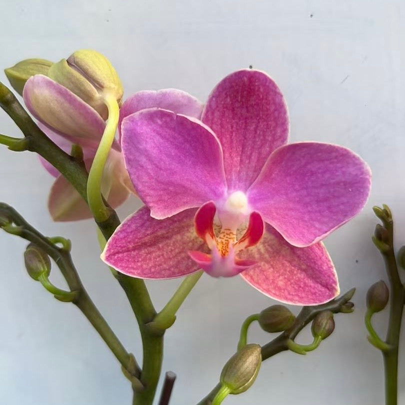 CNY Live Orchid Special [ *YELLOW* POT | CNY Specials ]