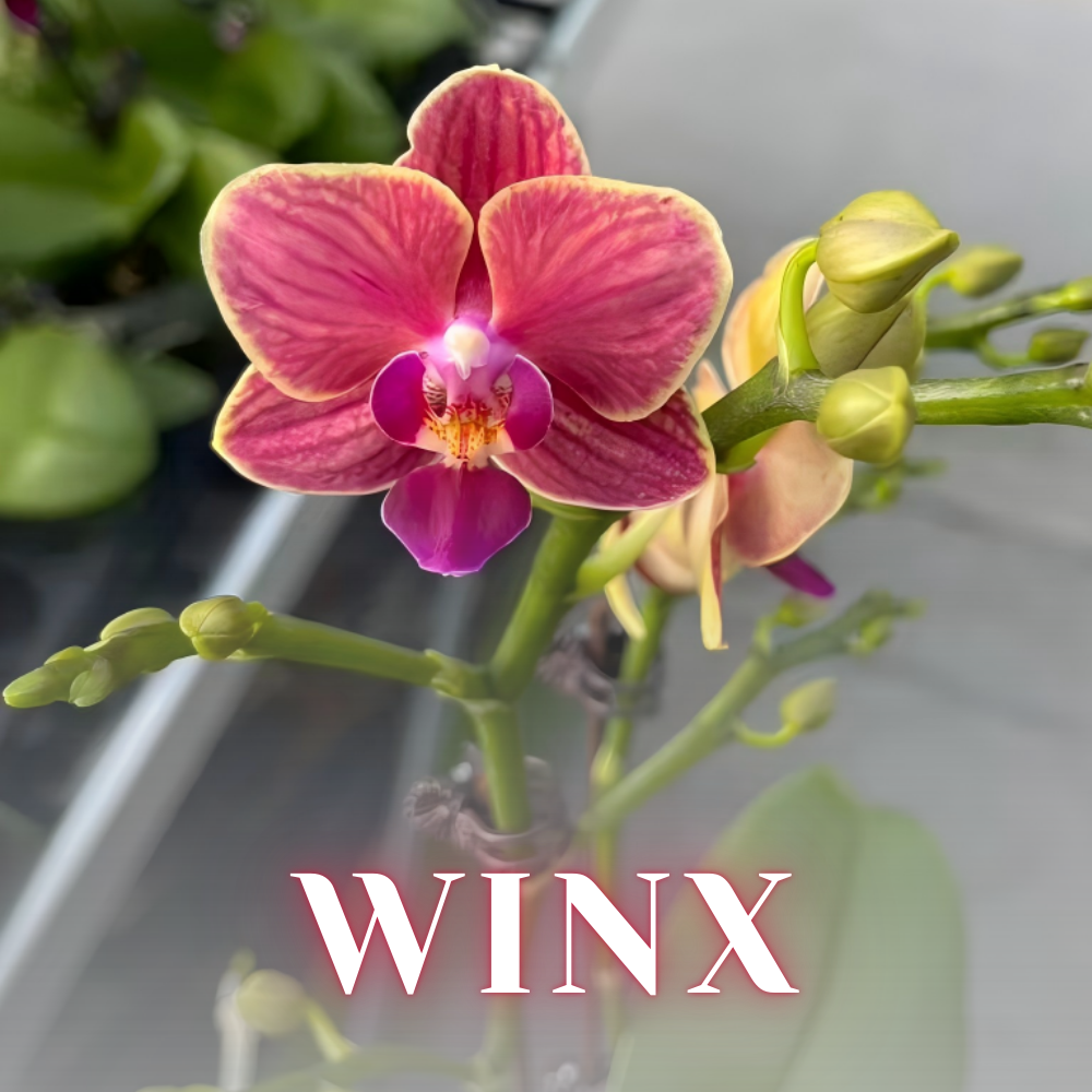 NEW ARRIVALS | PREMIUM SPECIAL ORCHIDS *NO* POT [3 DAYS DELIVERY]