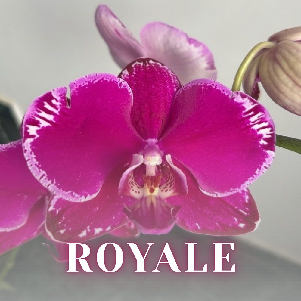 NEW ARRIVALS | PREMIUM SPECIAL ORCHIDS *NO* POT [3 DAYS DELIVERY]