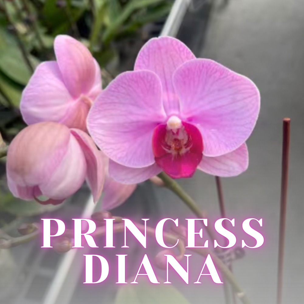 NEW ARRIVALS | PREMIUM SPECIAL ORCHIDS *NO* POT [3 DAYS DELIVERY]