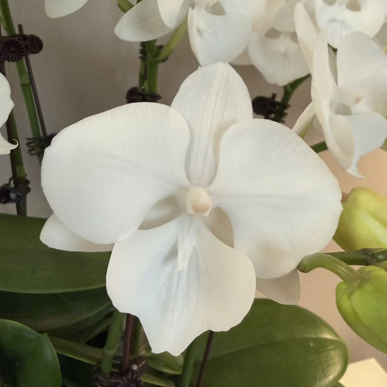 CNY Live Orchid Special [ *YELLOW* POT | CNY Specials ]