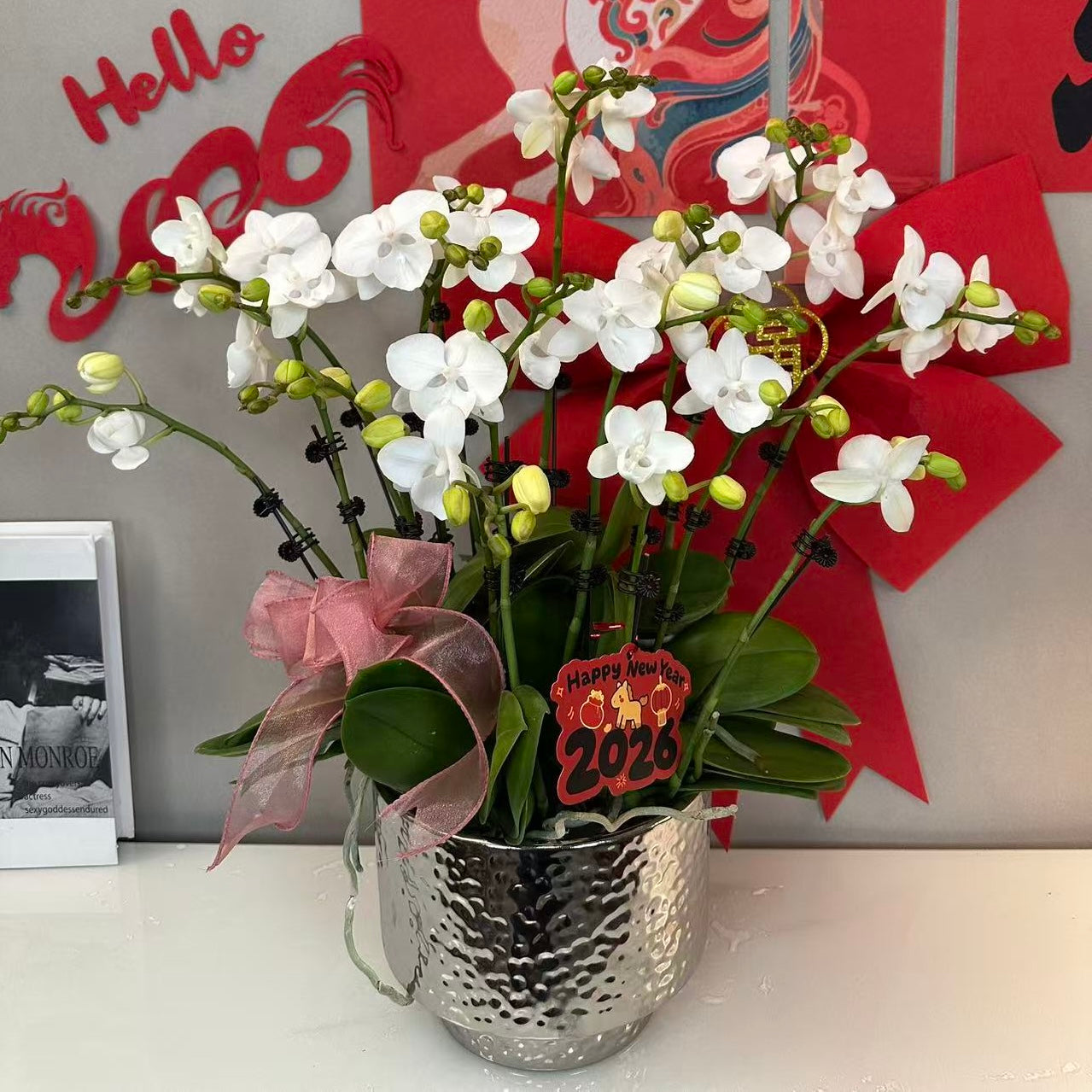 CNY Live Orchids in Silver Pots [LIVESTREAM SPECIAL]