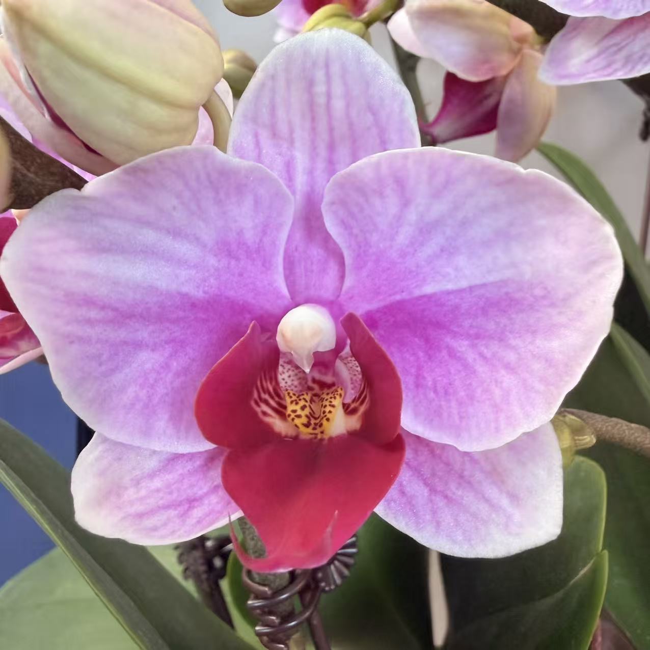 CNY Live Orchid Special [ *YELLOW* POT | CNY Specials ]