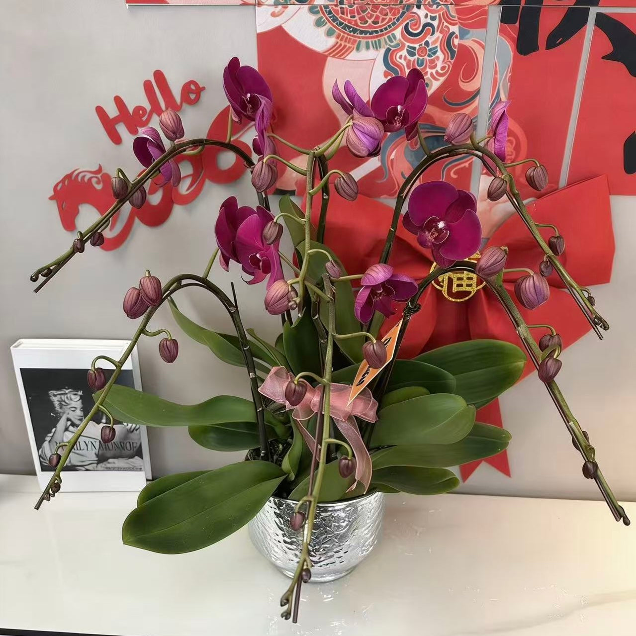 CNY Live Orchids in Silver Pots [LIVESTREAM SPECIAL]