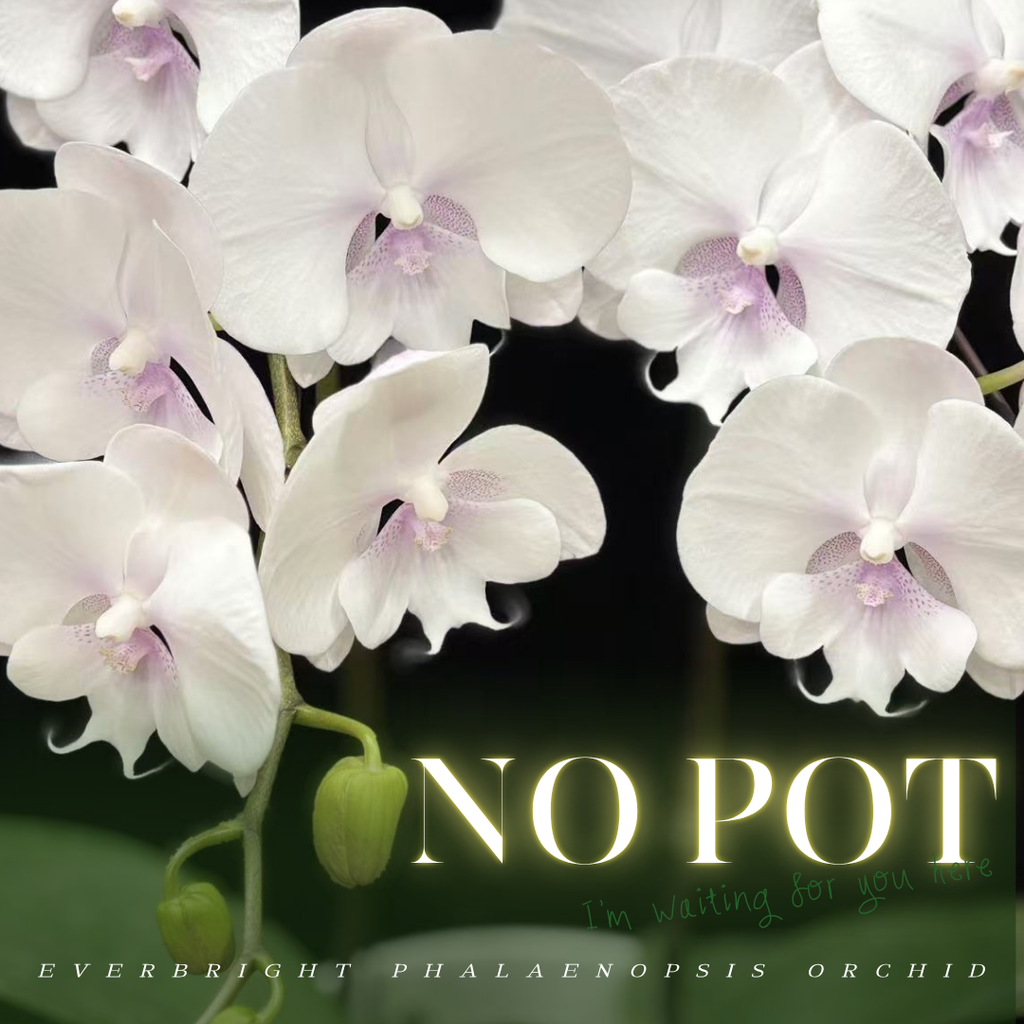 NEW ARRIVAL | PREMIUM ORCHIDS *NO* POT [3 DAYS DELIVERY]