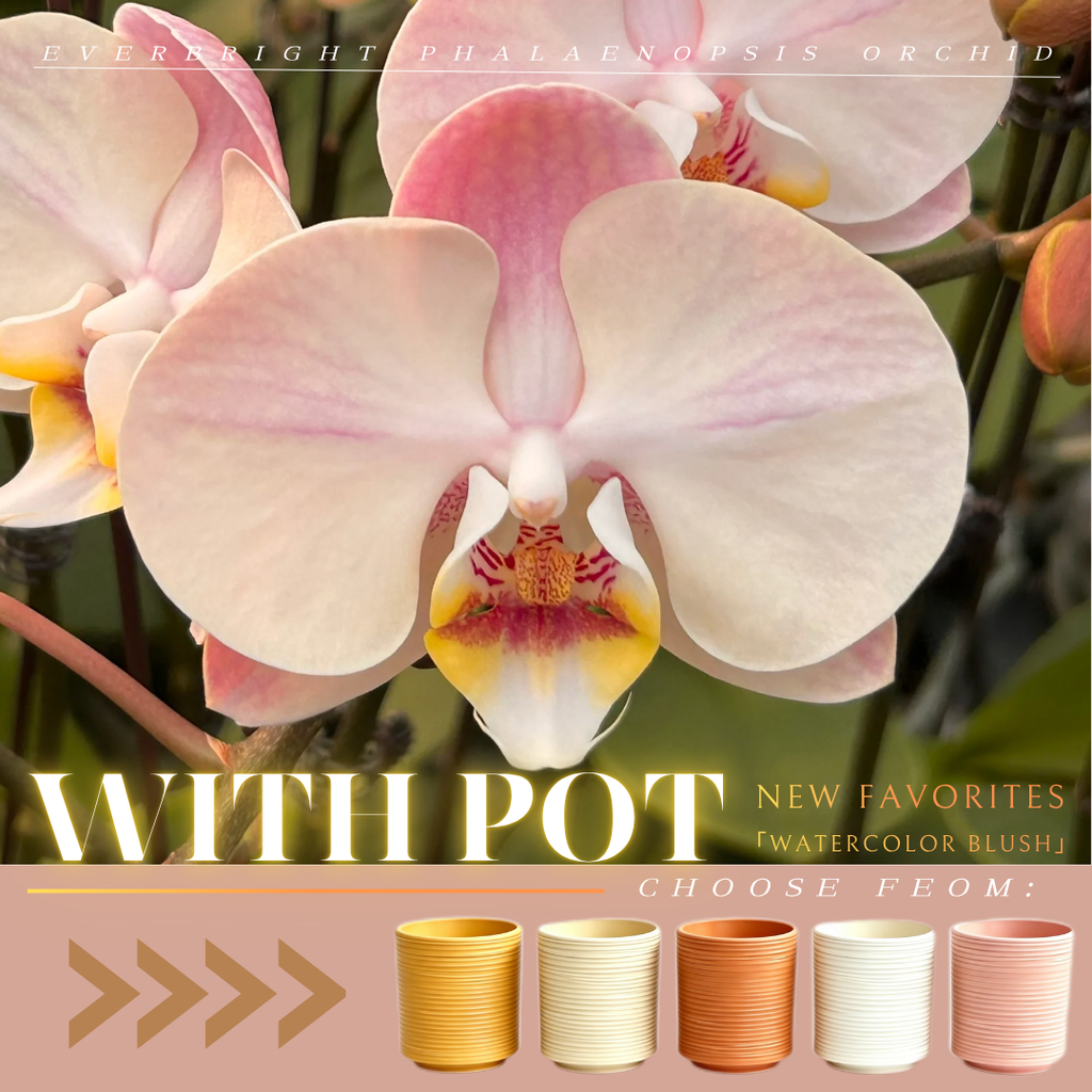 NEW ARRIVAL | PREMIUM ORCHIDS LIVE PLANT  *WITH* POT | EASY CARE INDOOR PLANT [3 DAYS DELIVERY]
