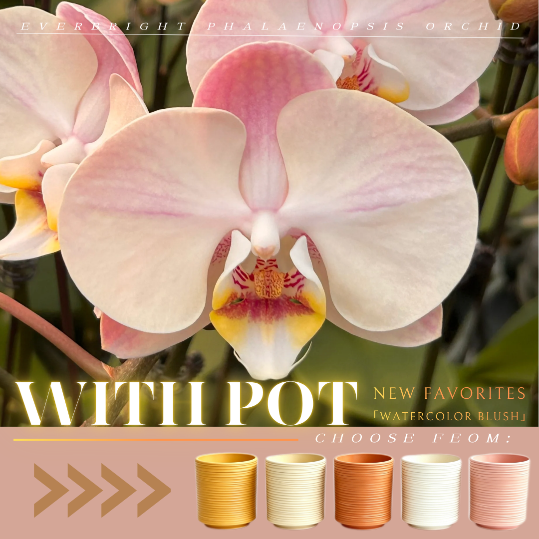 NEW ARRIVAL | PREMIUM ORCHIDS LIVE PLANT  *WITH* POT | EASY CARE INDOOR PLANT [3 DAYS DELIVERY]