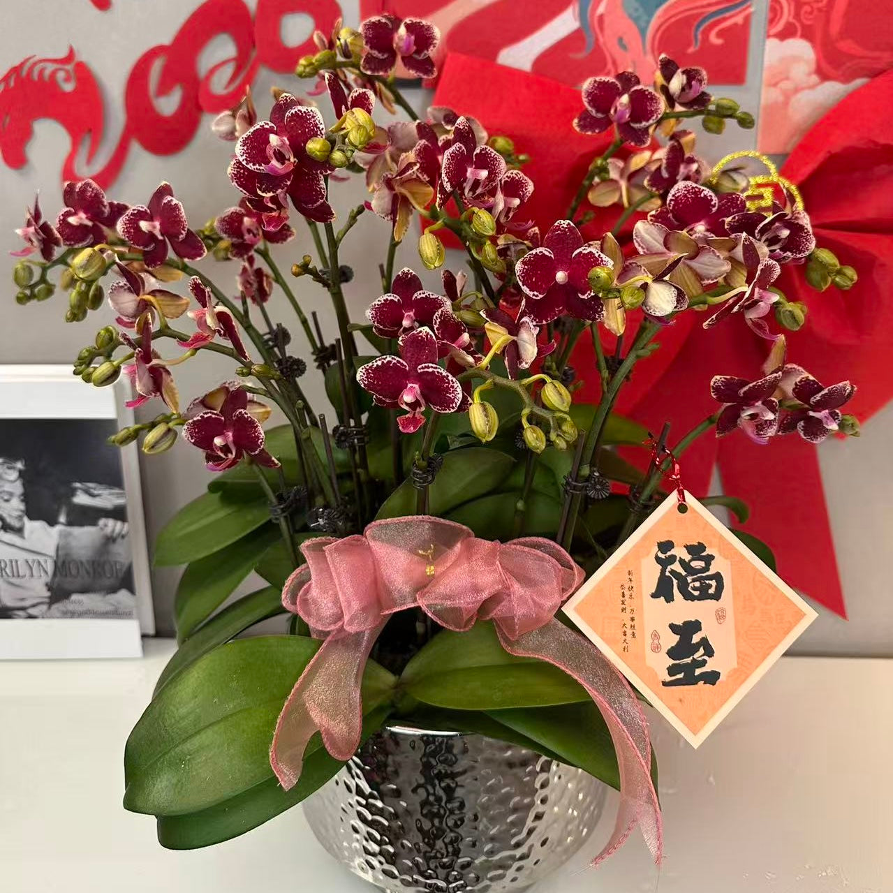 CNY Live Orchids in Silver Pots [LIVESTREAM SPECIAL]