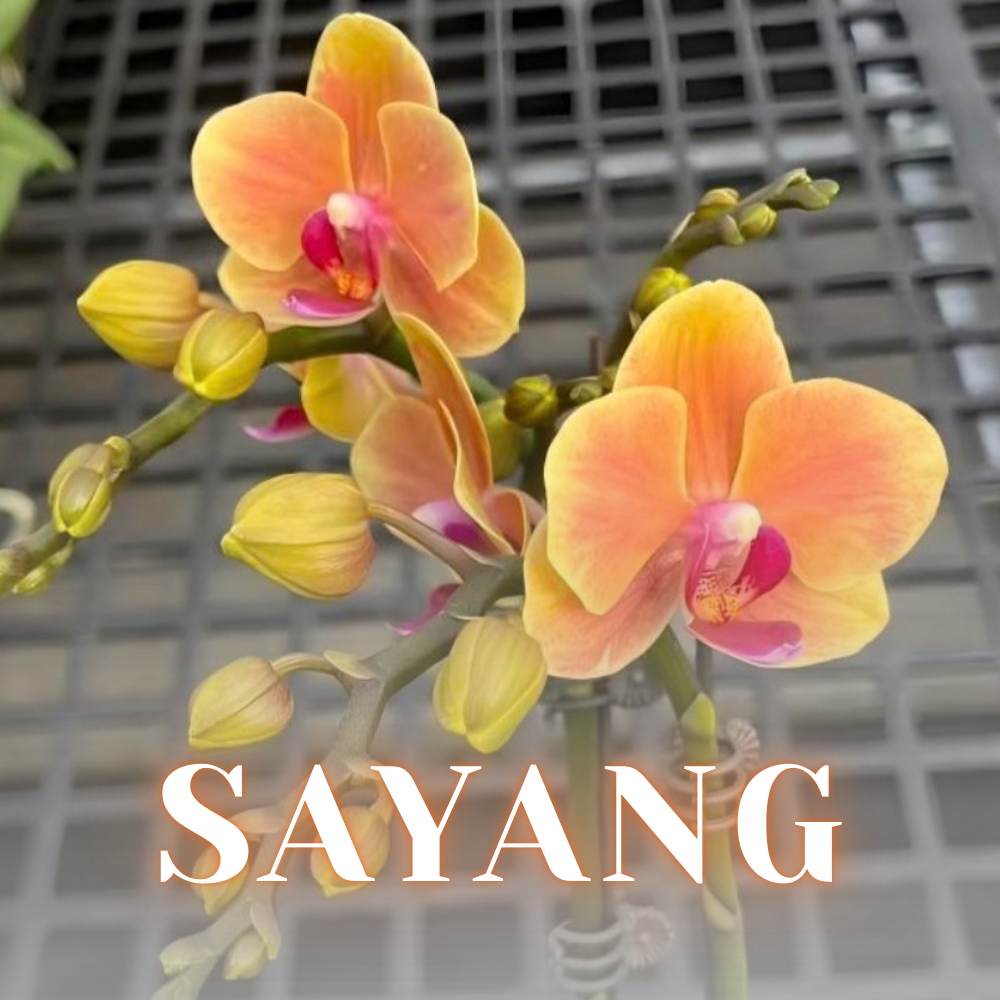 NEW ARRIVALS | PREMIUM SPECIAL ORCHIDS *NO* POT [3 DAYS DELIVERY]