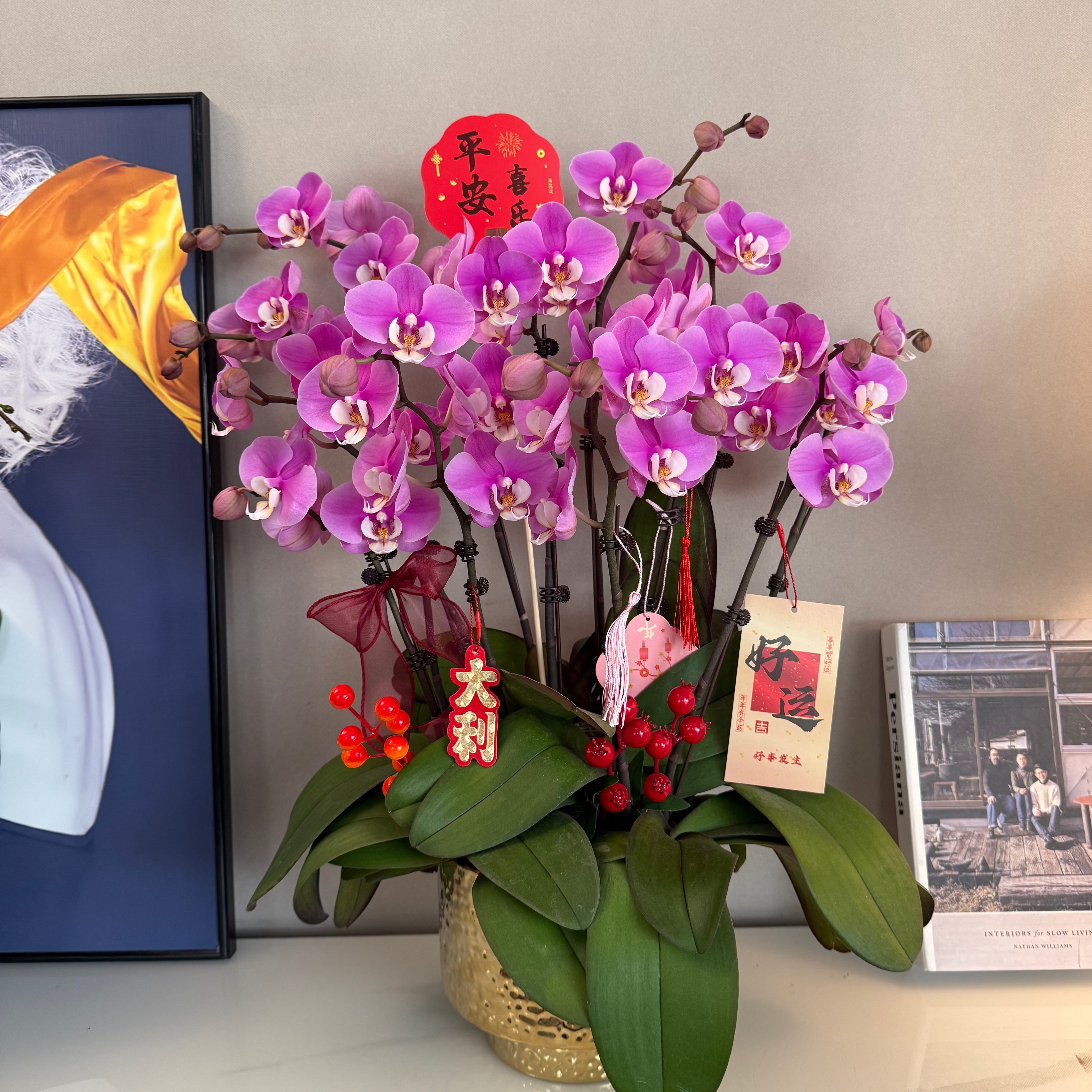 Live Orchids In Gold [ LIVESTREAM SPECIAL ]