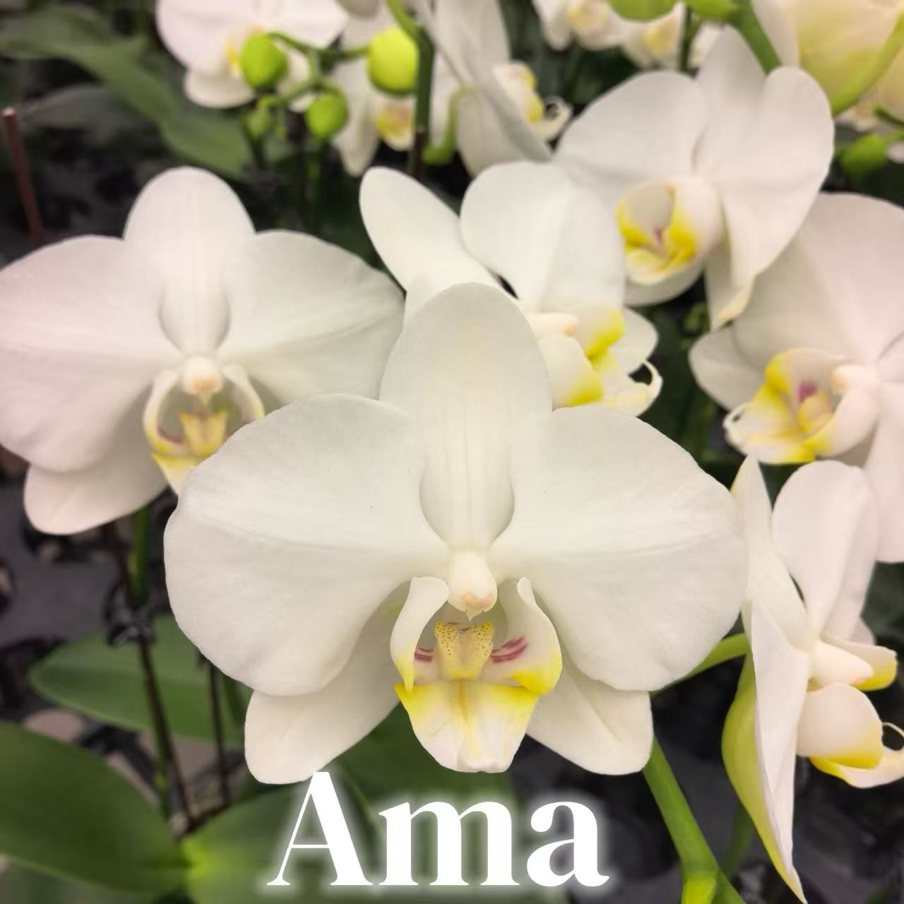 NEW ARRIVAL | PREMIUM ORCHIDS *NO* POT [3 DAYS DELIVERY]