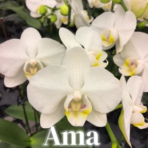 NEW ARRIVAL | PREMIUM ORCHIDS LIVE PLANT  *WITH* POT | EASY CARE INDOOR PLANT [3 DAYS DELIVERY]