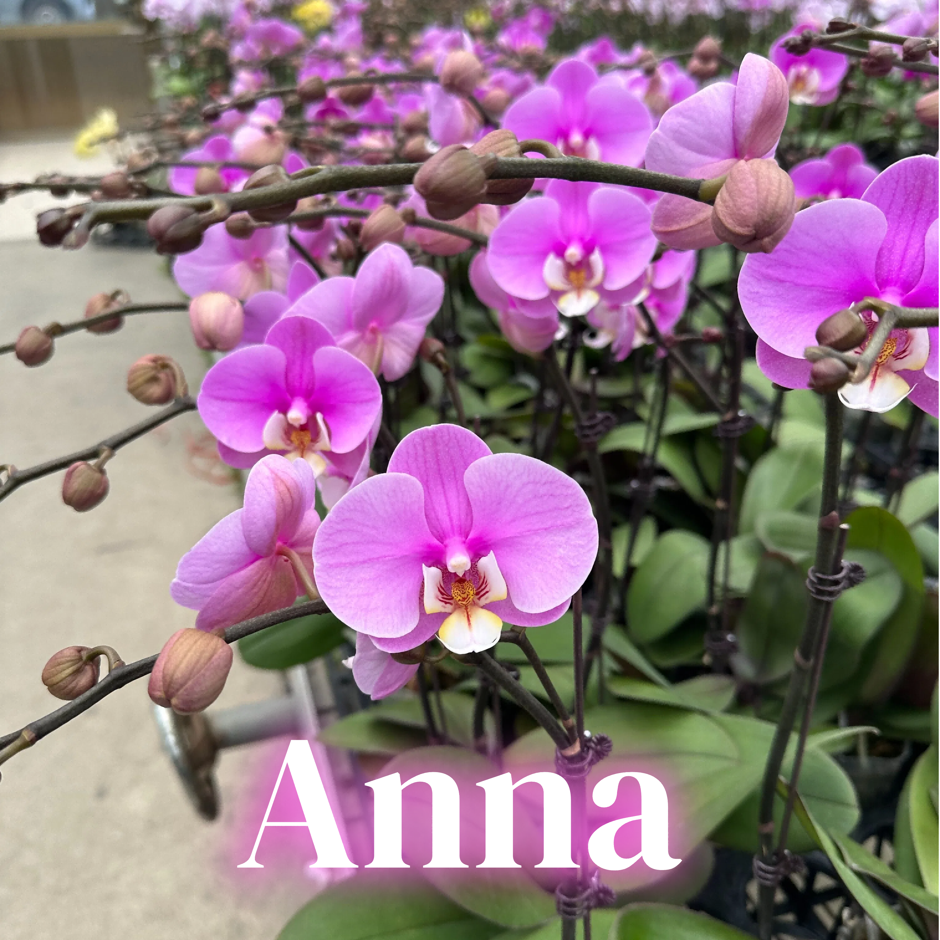 NEW ARRIVAL | PREMIUM ORCHIDS *NO* POT [3 DAYS DELIVERY]