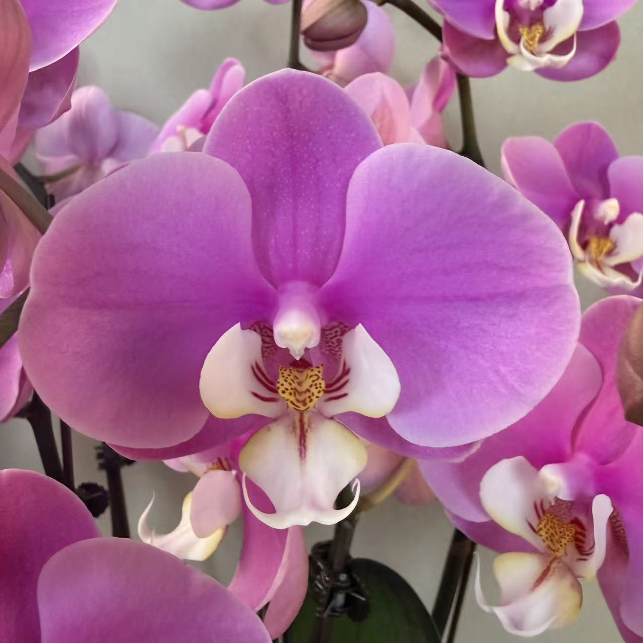 CNY Live Orchid Special [ *YELLOW* POT | CNY Specials ]