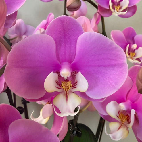 [SALE] Live Orchids In Gold Pot - Anna