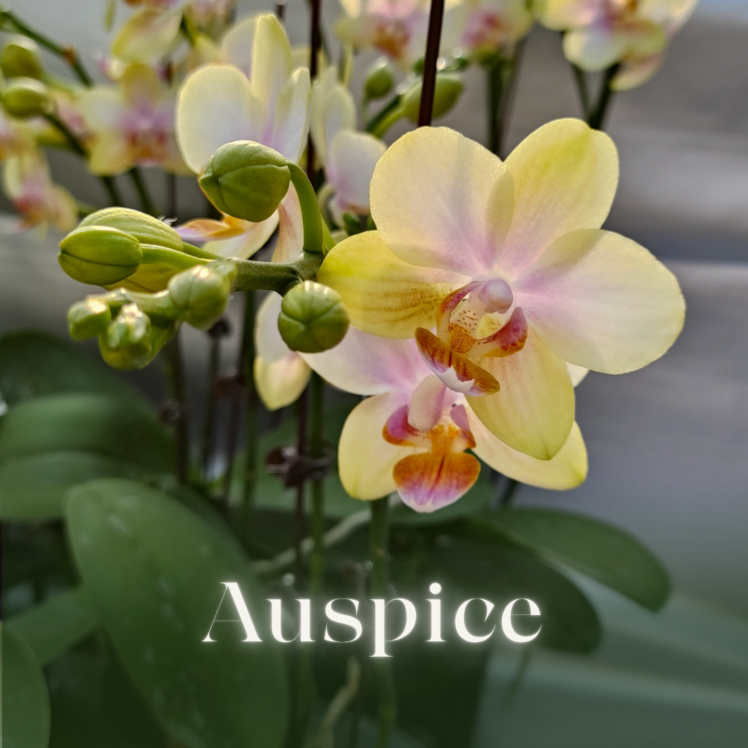 NEW ARRIVAL | PREMIUM ORCHIDS *NO* POT [3 DAYS DELIVERY]