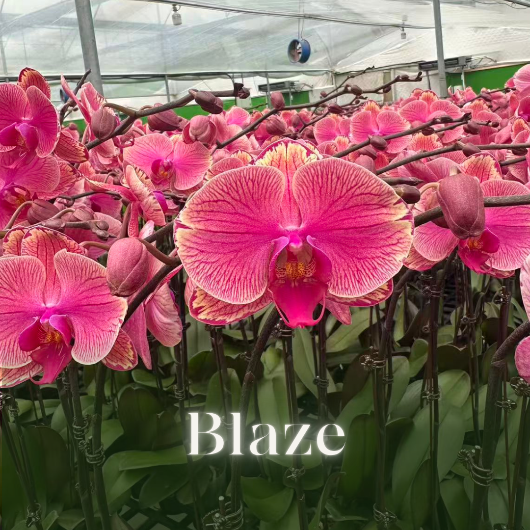 NEW ARRIVAL | PREMIUM ORCHIDS *NO* POT [3 DAYS DELIVERY]