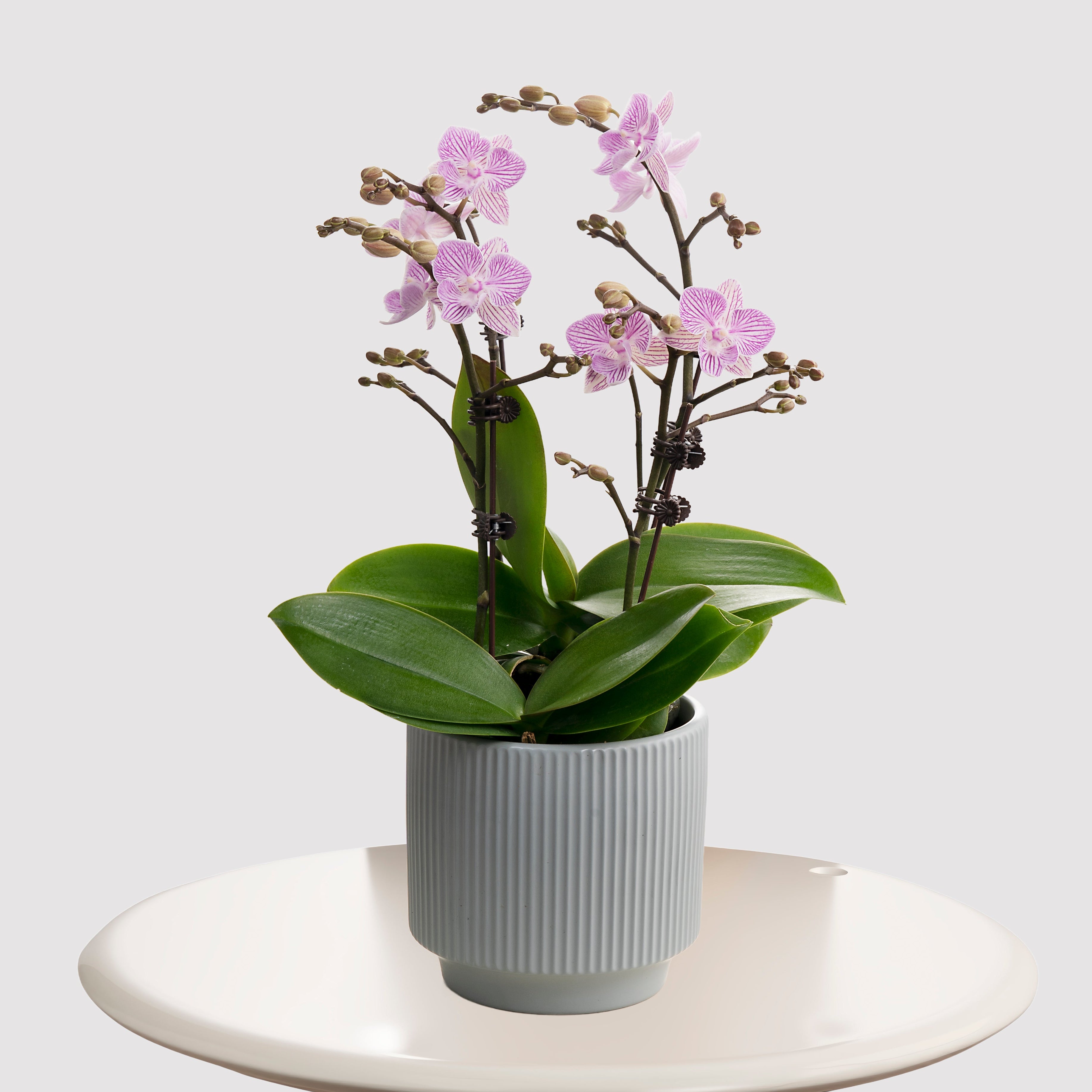 Blessberry [ Purple & White | est. 45 cm Height | Live Orchids ]