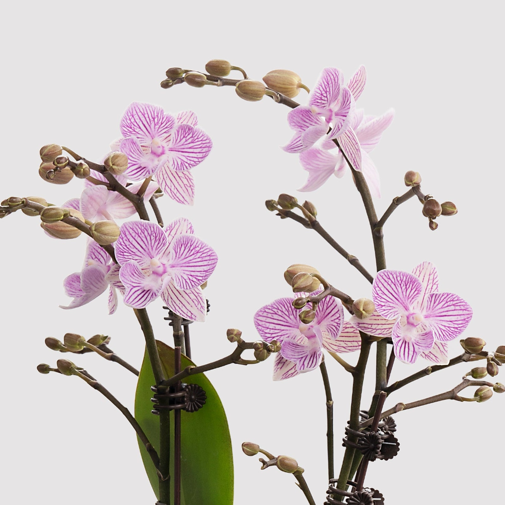 Blessberry [ Purple & White | est. 45 cm Height | Live Orchids ]