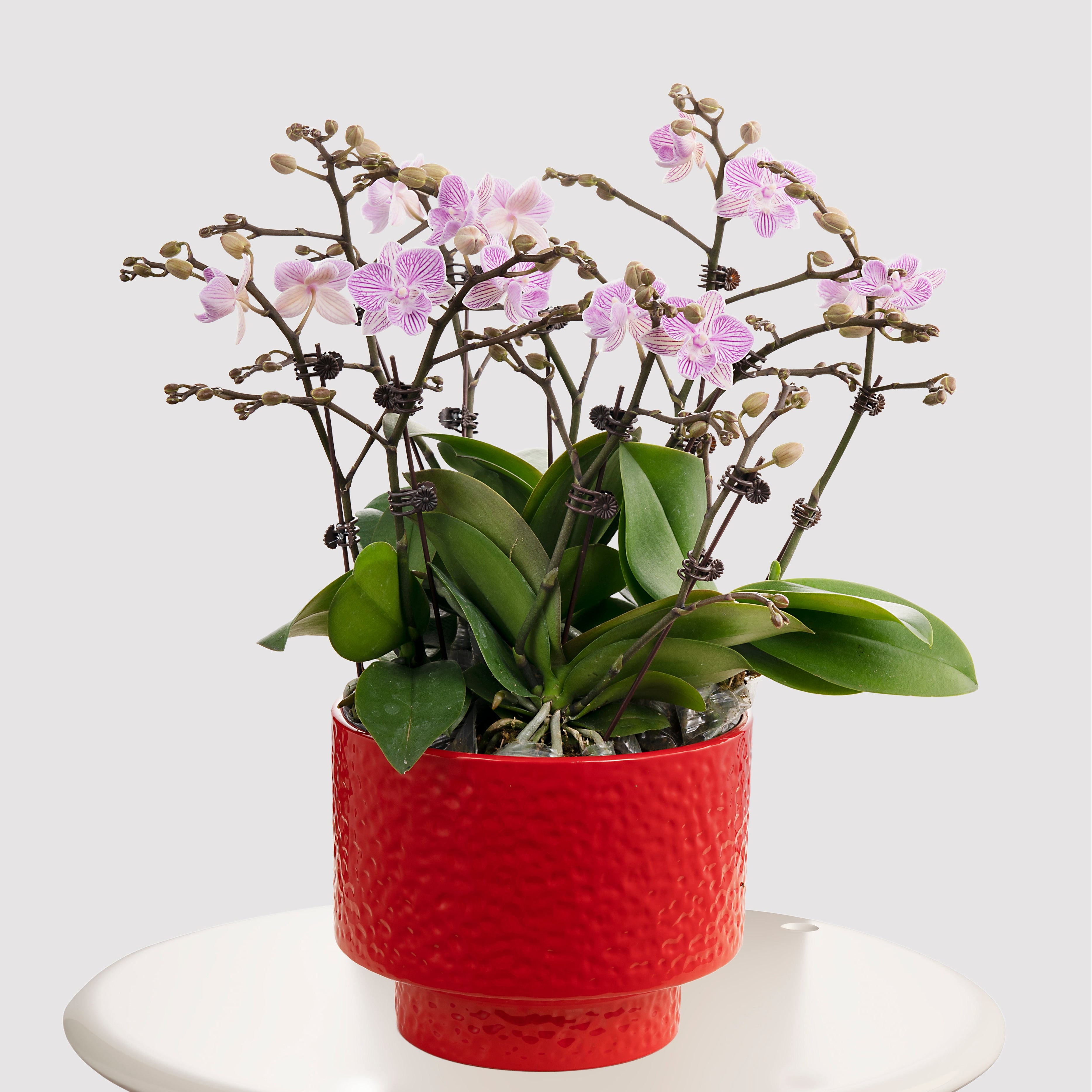 Blessberry [ Purple & White | est. 45 cm Height | Live Orchids ]