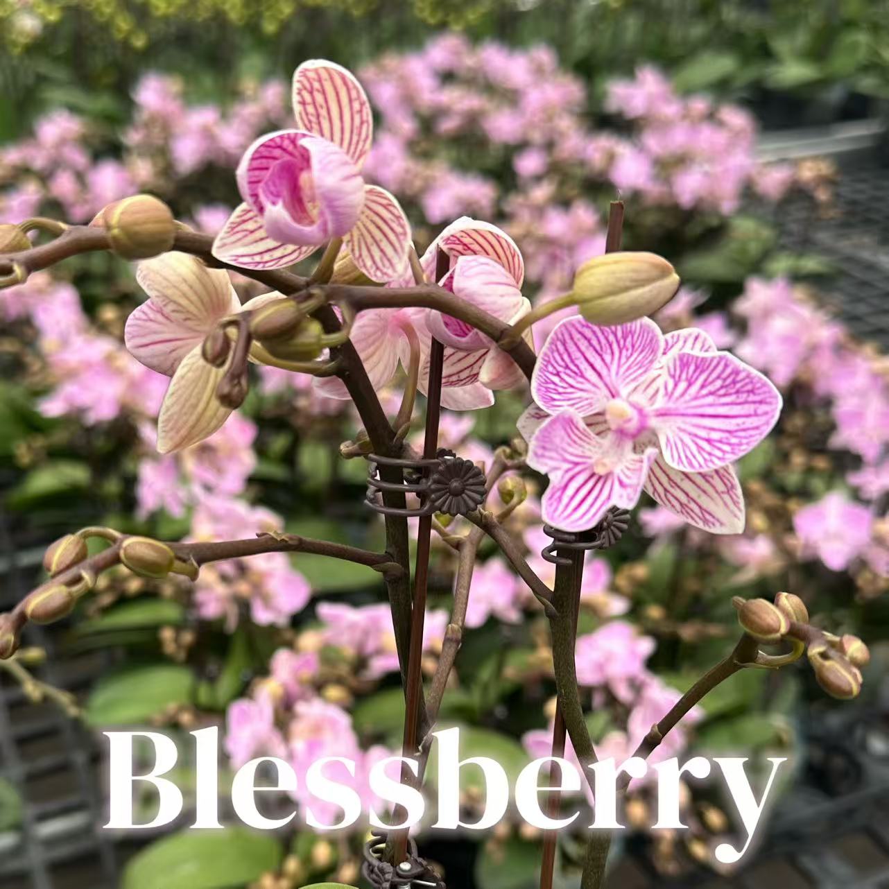 NEW ARRIVAL | PREMIUM ORCHIDS *NO* POT [3 DAYS DELIVERY]