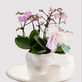 Blessberry [ Purple & White | est. 45 cm Height | Live Orchids ]