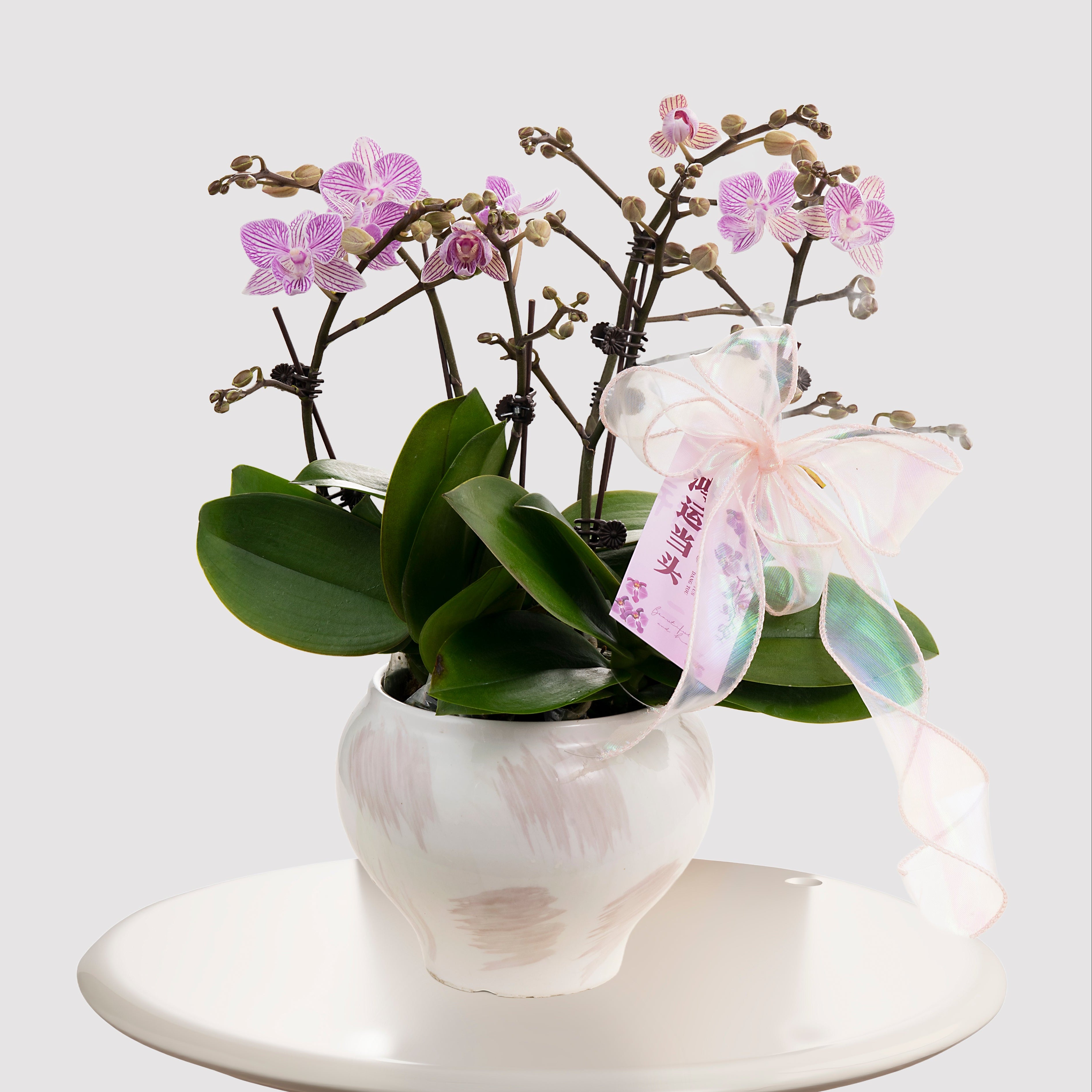 Blessberry [ Purple & White | est. 45 cm Height | Live Orchids ]