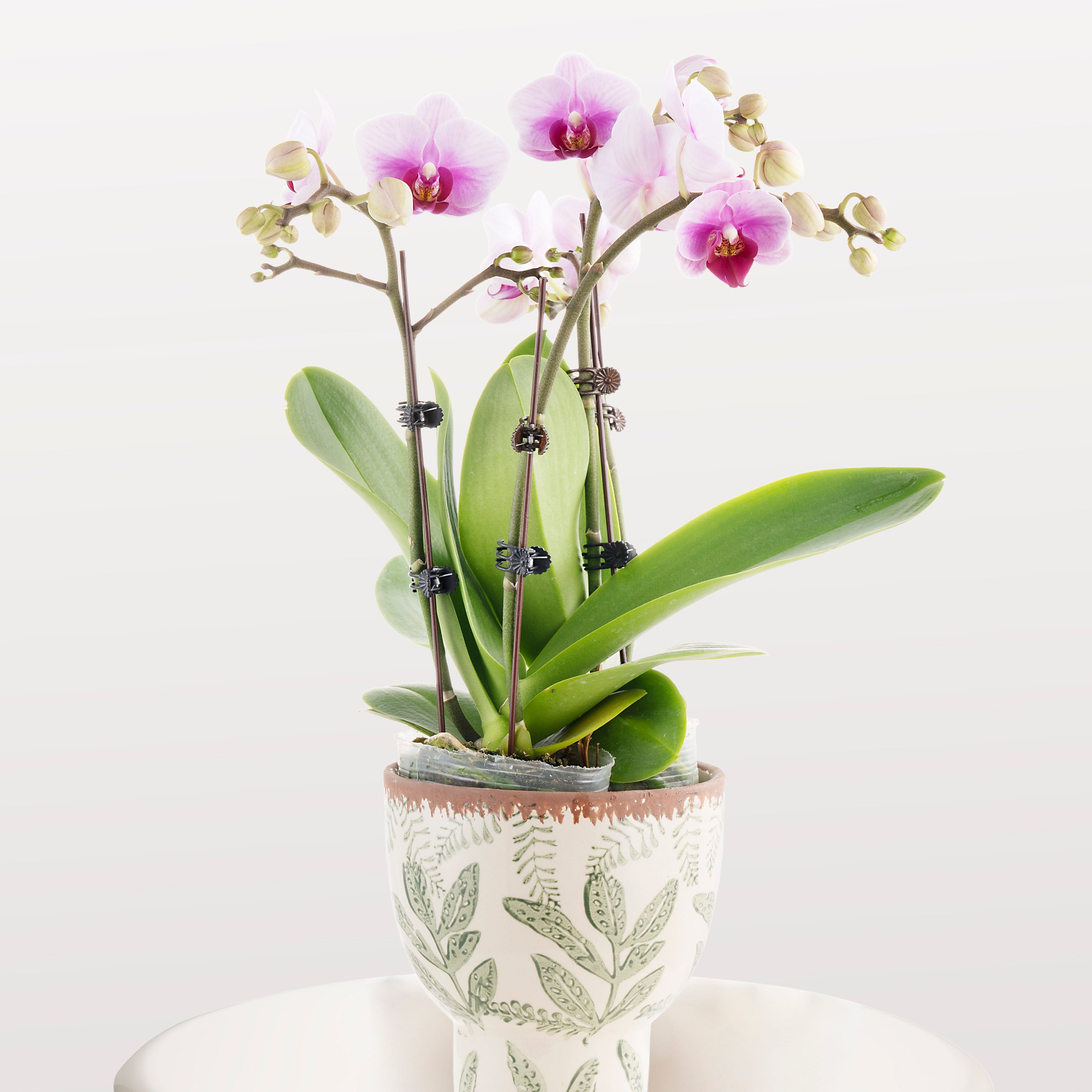 Blushing Harmony [ Baby Pink | est. 45 cm Height | Live Orchids ]