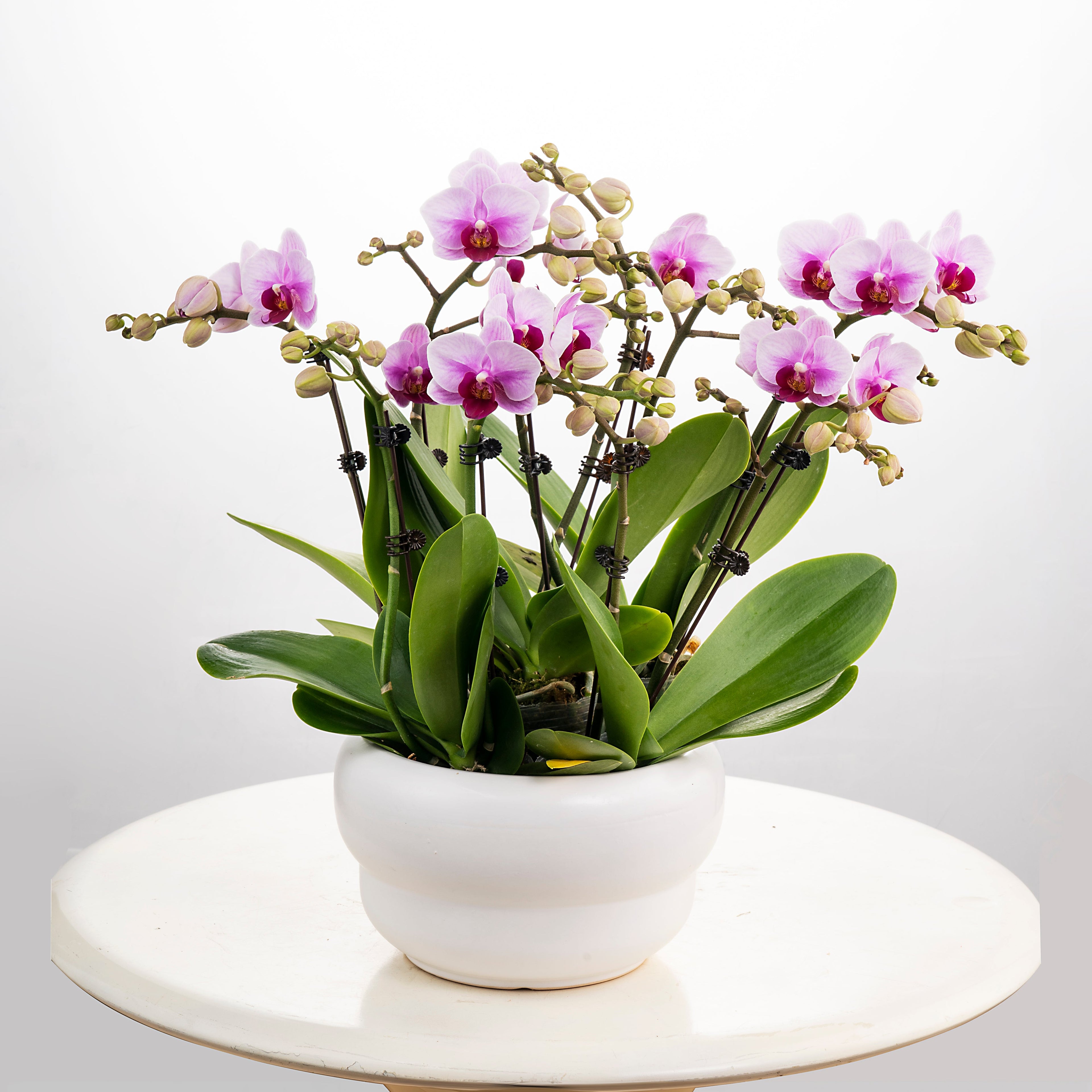 Blushing Harmony [ Baby Pink | est. 45 cm Height | Live Orchids ]