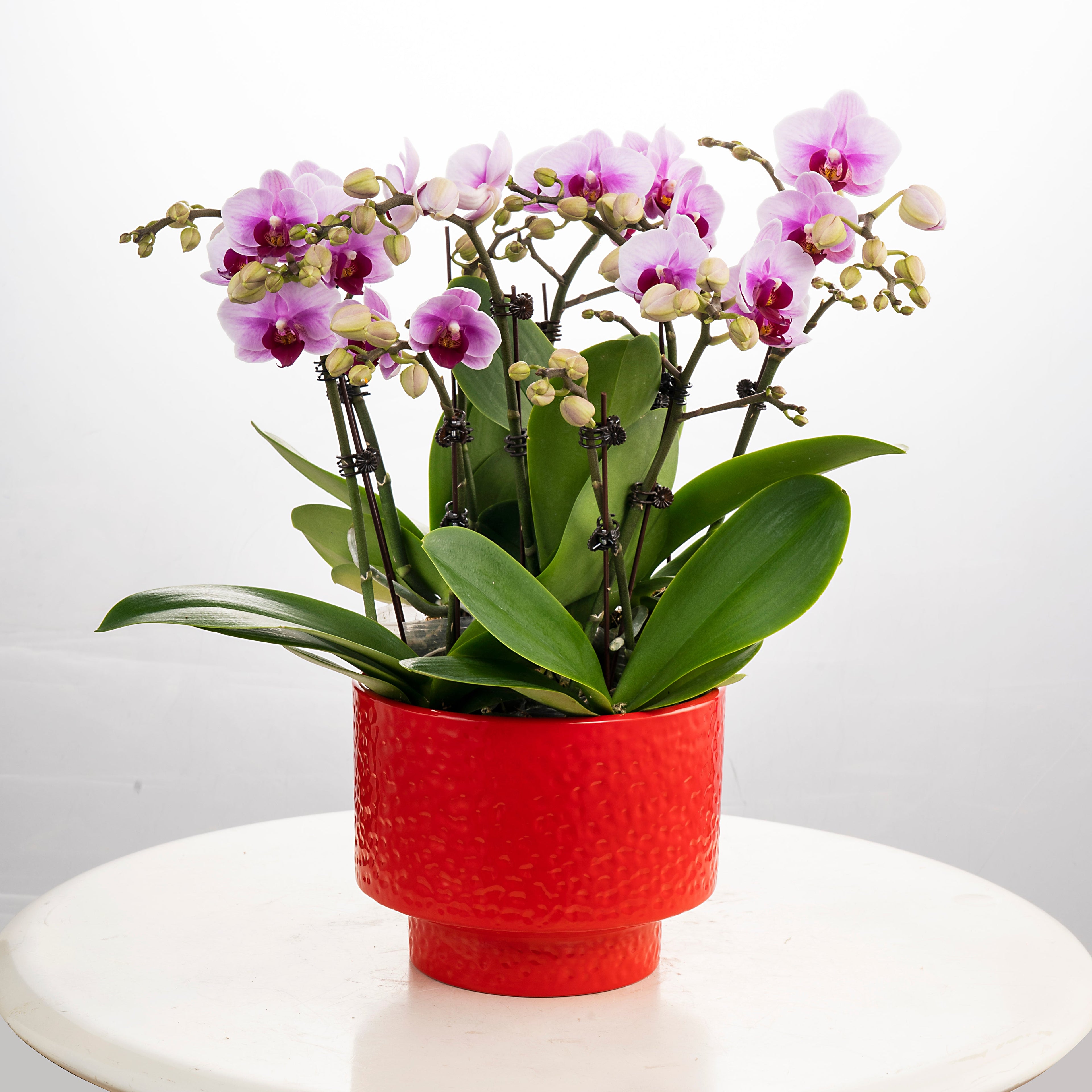 Blushing Harmony [ Baby Pink | est. 45 cm Height | Live Orchids ]