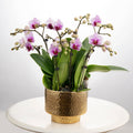 Blushing Harmony [ Baby Pink | est. 45 cm Height | Live Orchids ]