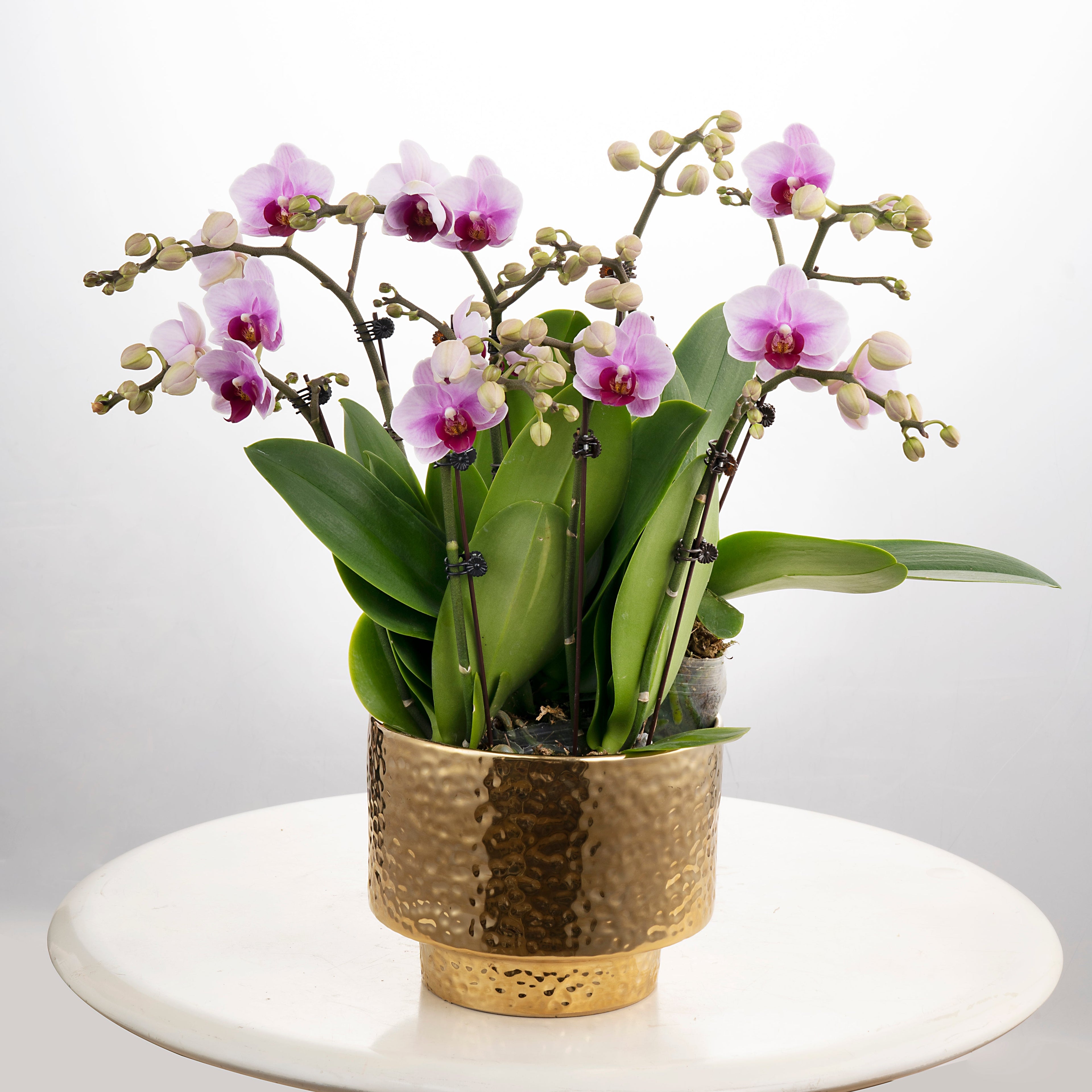 Blushing Harmony [ Baby Pink | est. 45 cm Height | Live Orchids ]