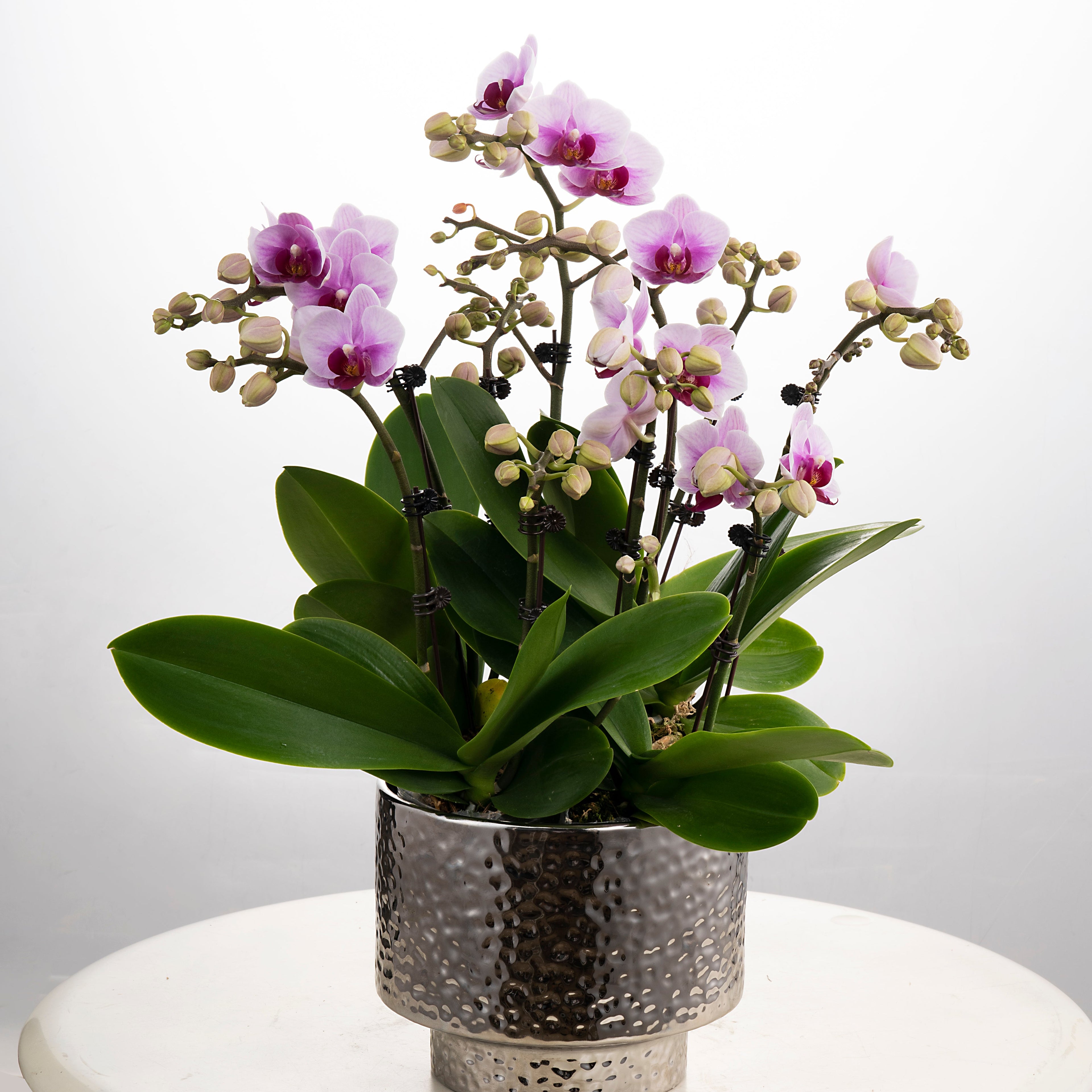 Blushing Harmony [ Baby Pink | est. 45 cm Height | Live Orchids ]