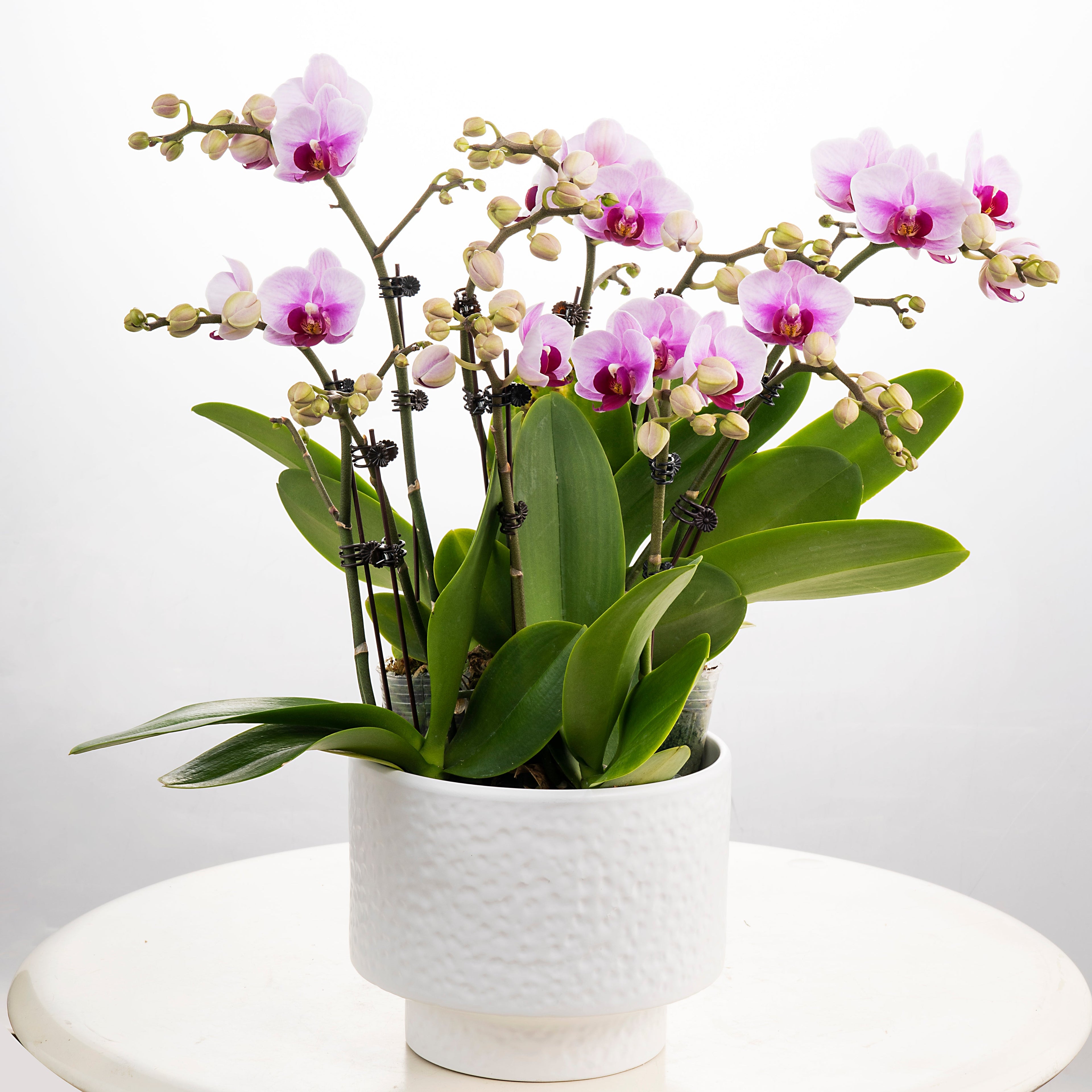 Blushing Harmony [ Baby Pink | est. 45 cm Height | Live Orchids ]