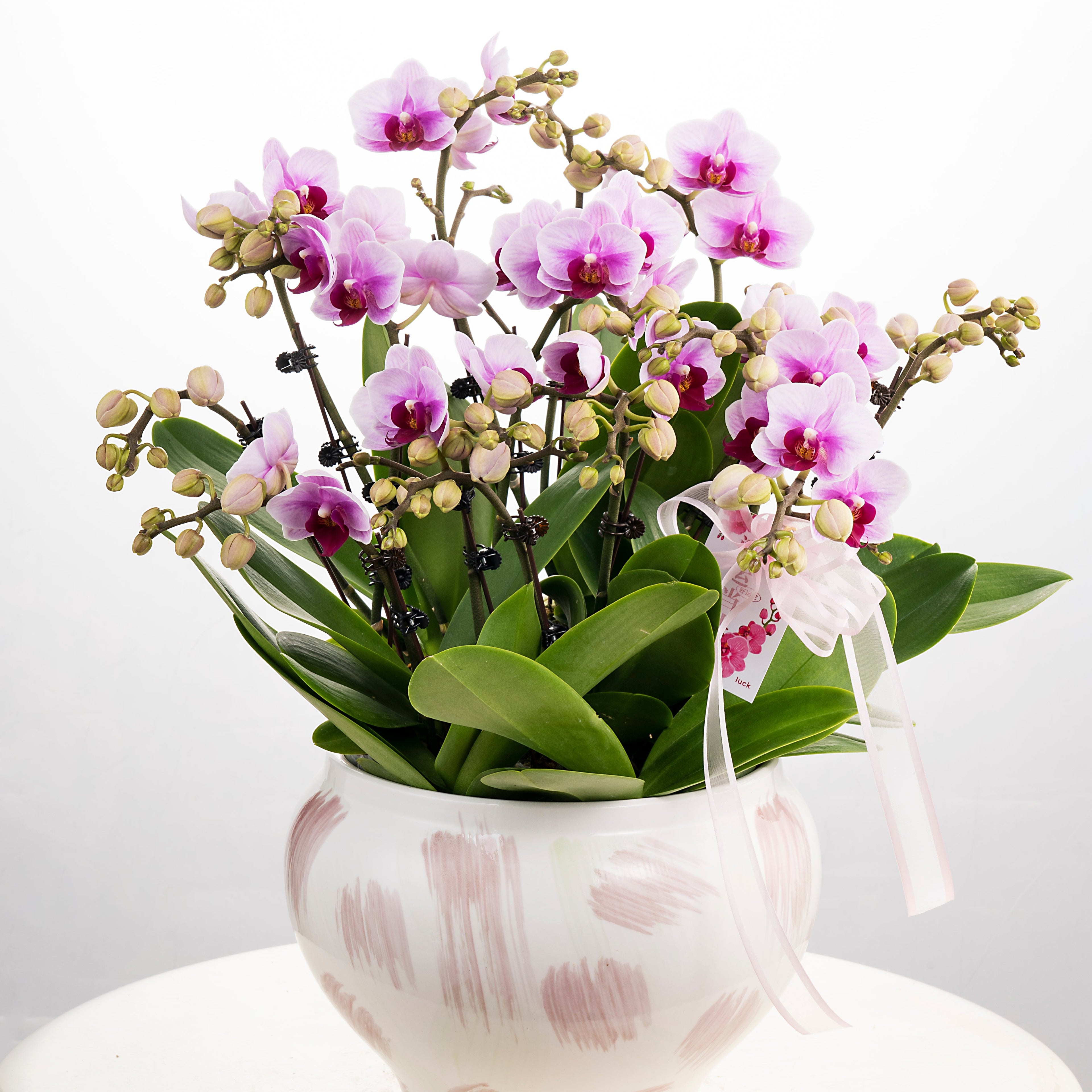 Blushing Harmony [ Baby Pink | est. 45 cm Height | Live Orchids ]