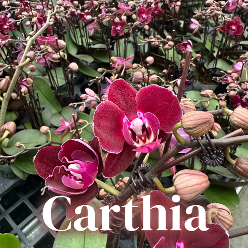 NEW ARRIVAL | PREMIUM ORCHIDS *NO* POT [3 DAYS DELIVERY]