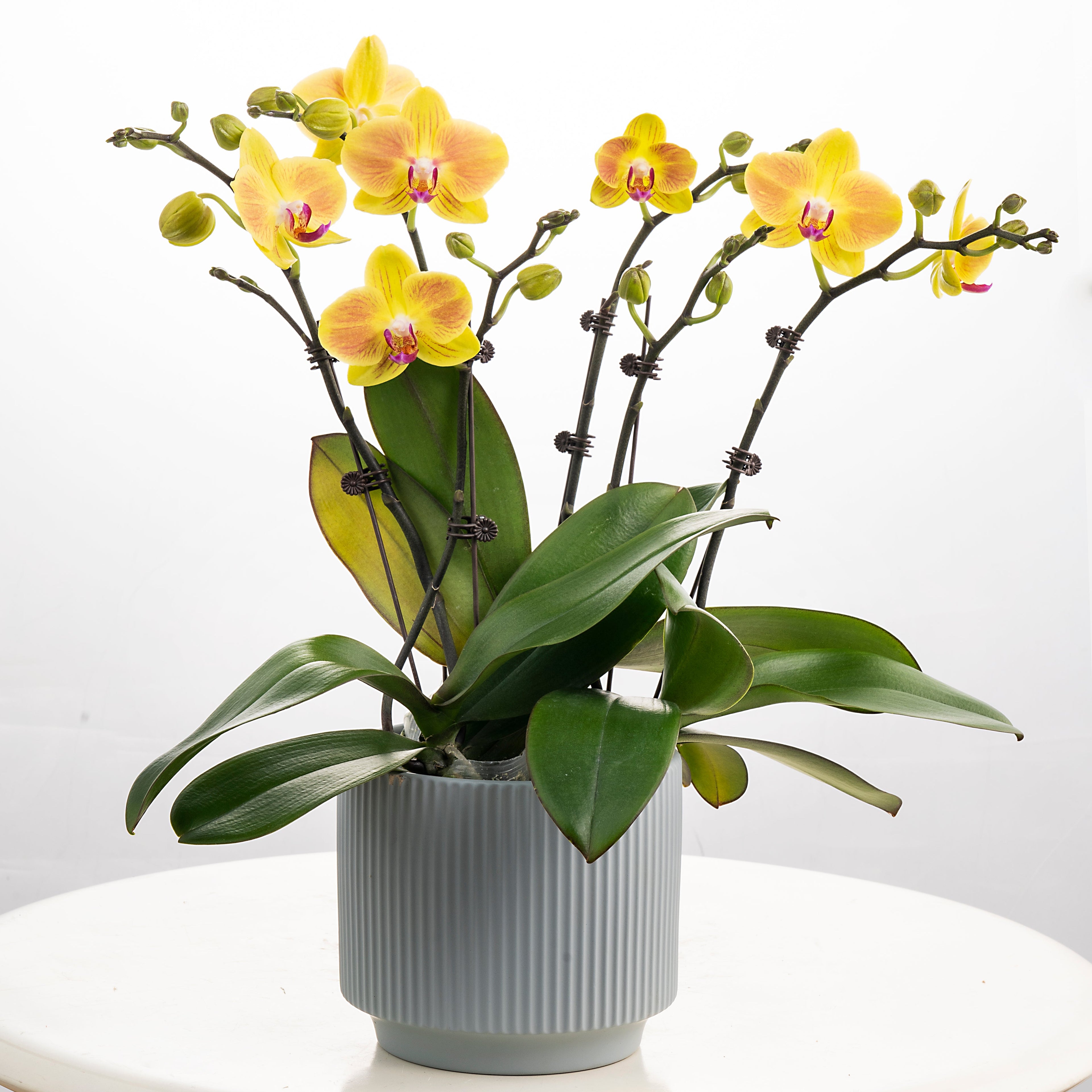 Cheesecake [ Yellow | est. 45 cm Height | Live Orchids ]