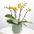 Cheesecake [ Yellow | est. 45 cm Height | Live Orchids ]