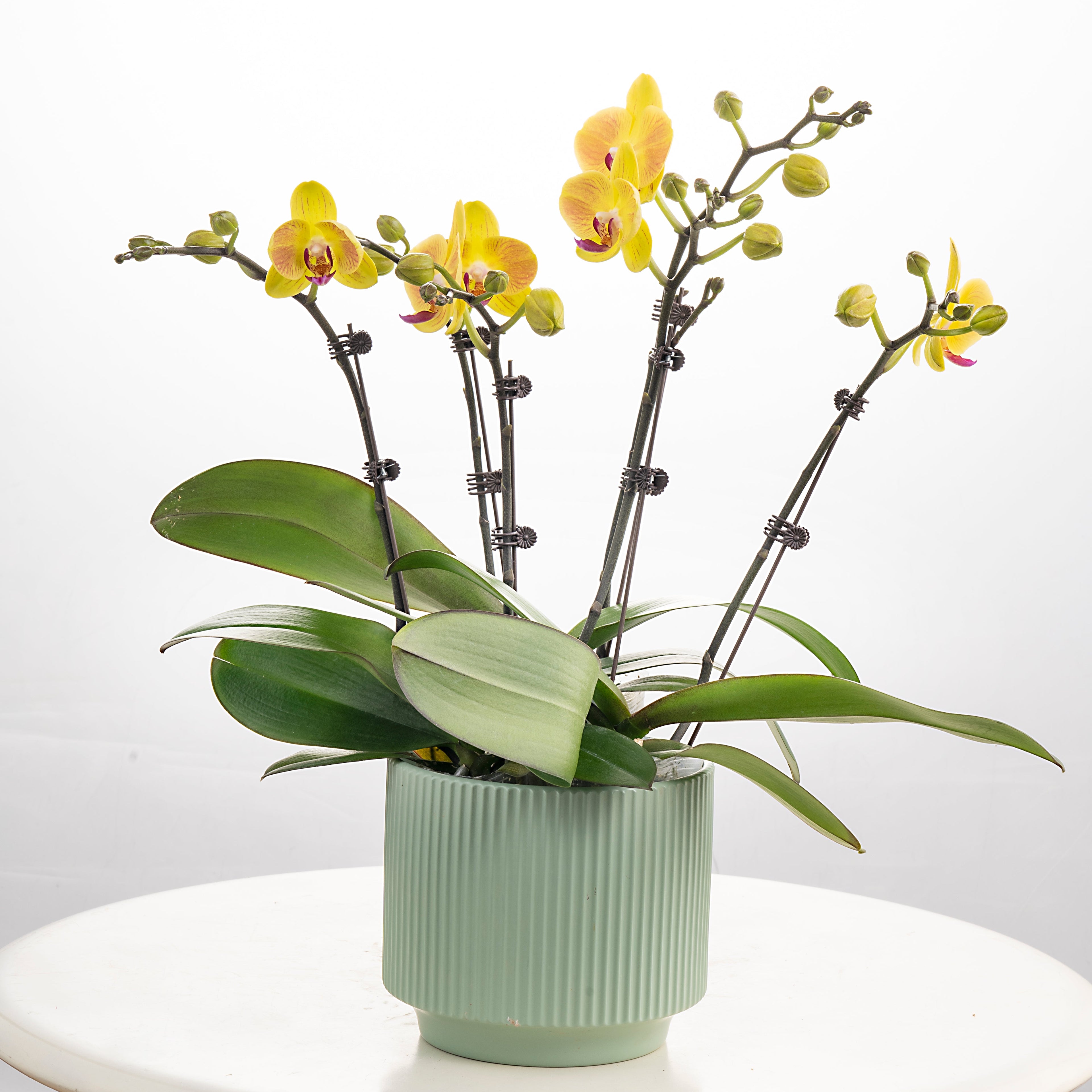 Cheesecake [ Yellow | est. 45 cm Height | Live Orchids ]