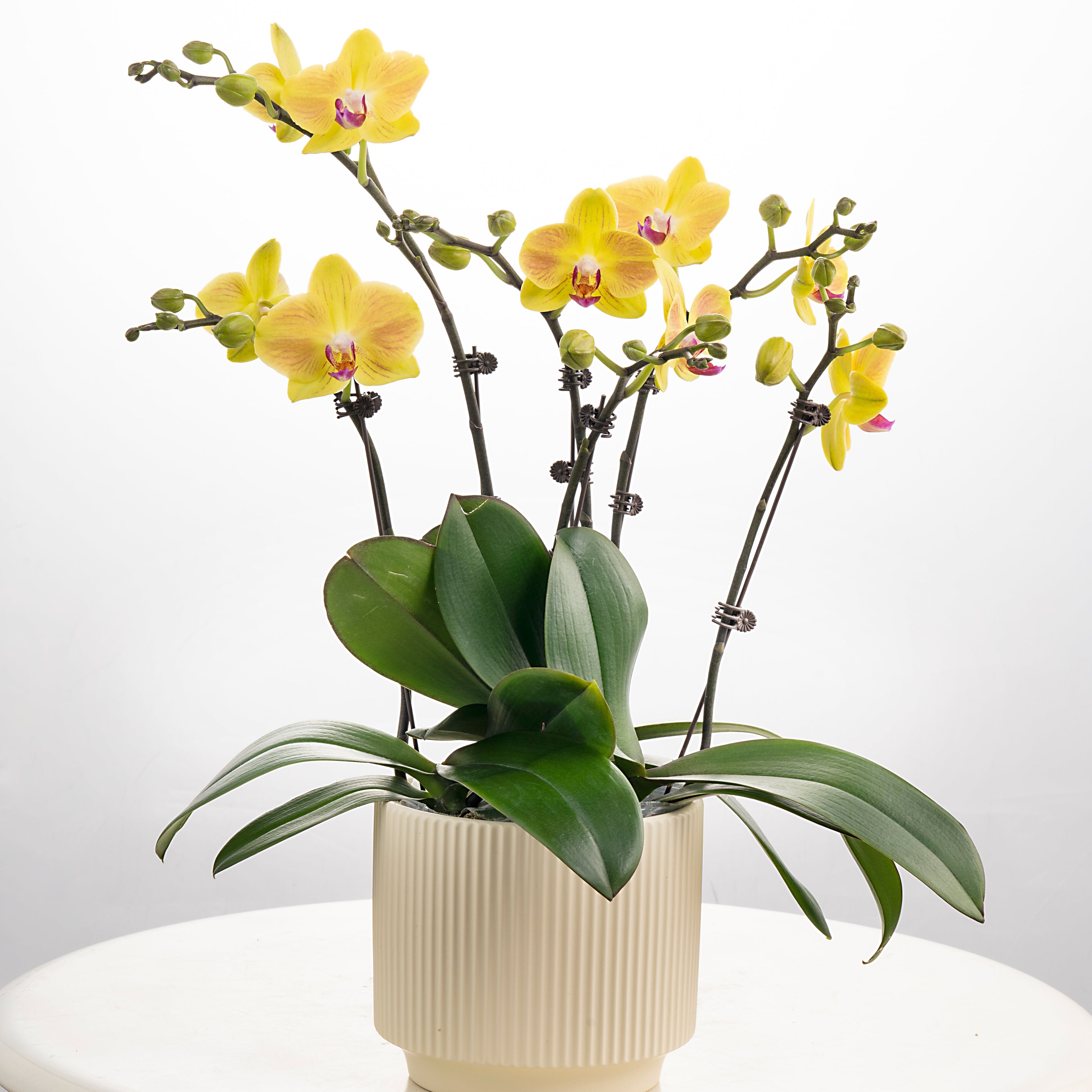 Cheesecake [ Yellow | est. 45 cm Height | Live Orchids ]