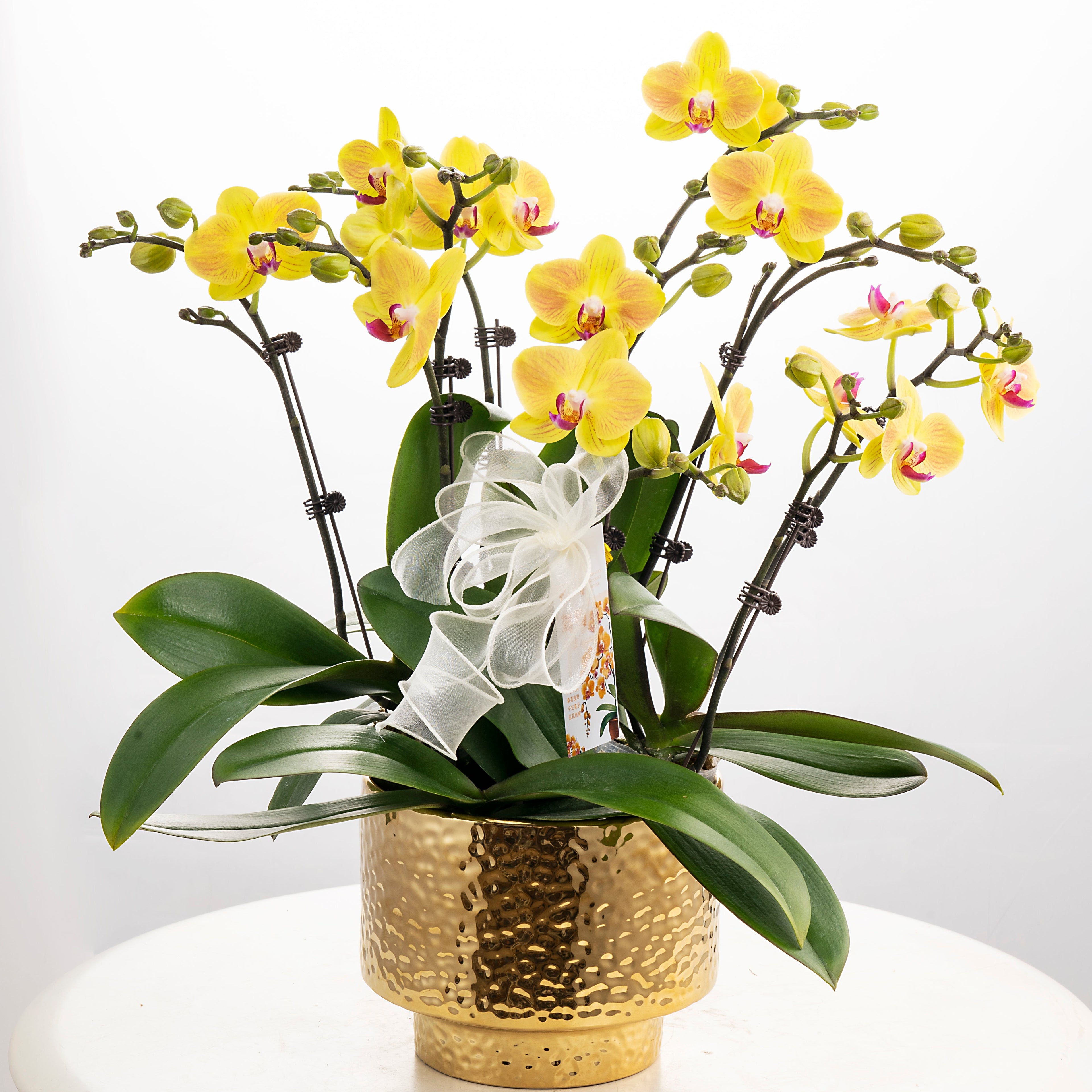 Cheesecake [ Yellow | est. 45 cm Height | Live Orchids ]